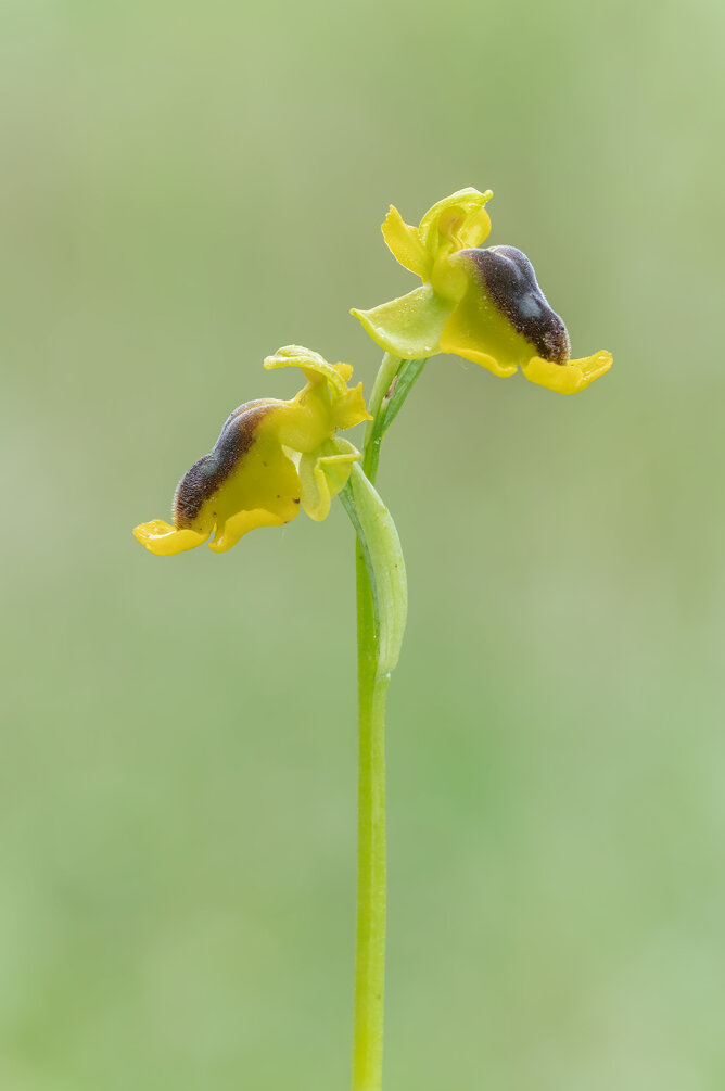 _dsc5550.jpeg _dsc5550.jpeg