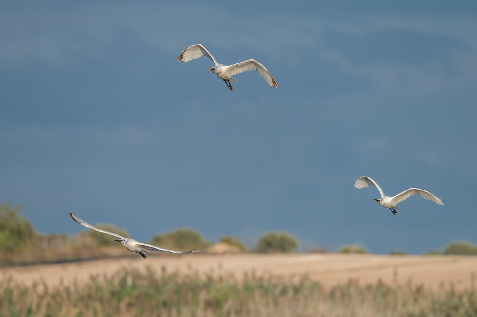 _dsc8443.jpeg _dsc8443.jpeg