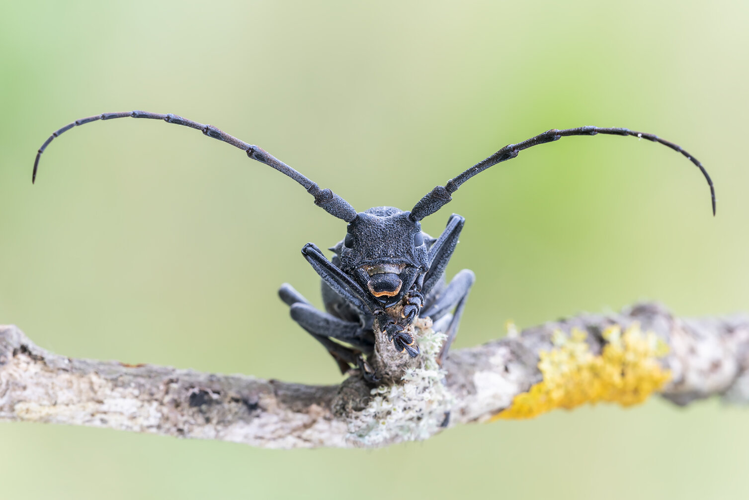 _dsc9518.jpeg _dsc9518.jpeg