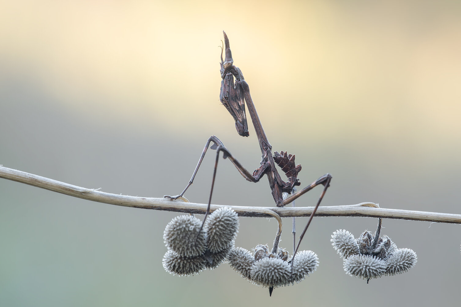 _dsc3438.jpeg _dsc3438.jpeg