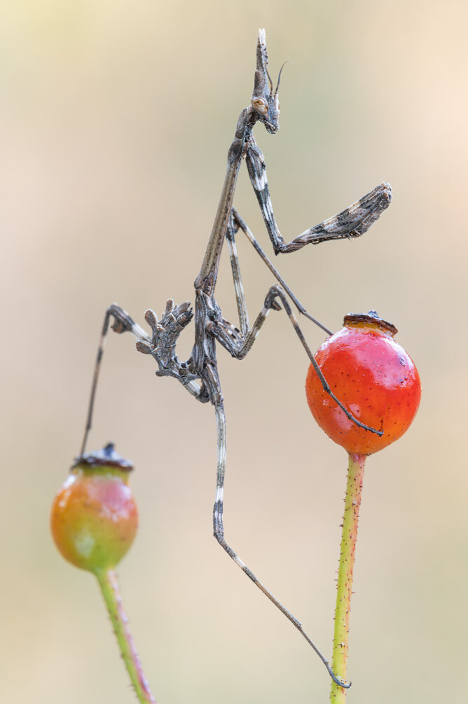 _dsc8676.jpeg _dsc8676.jpeg