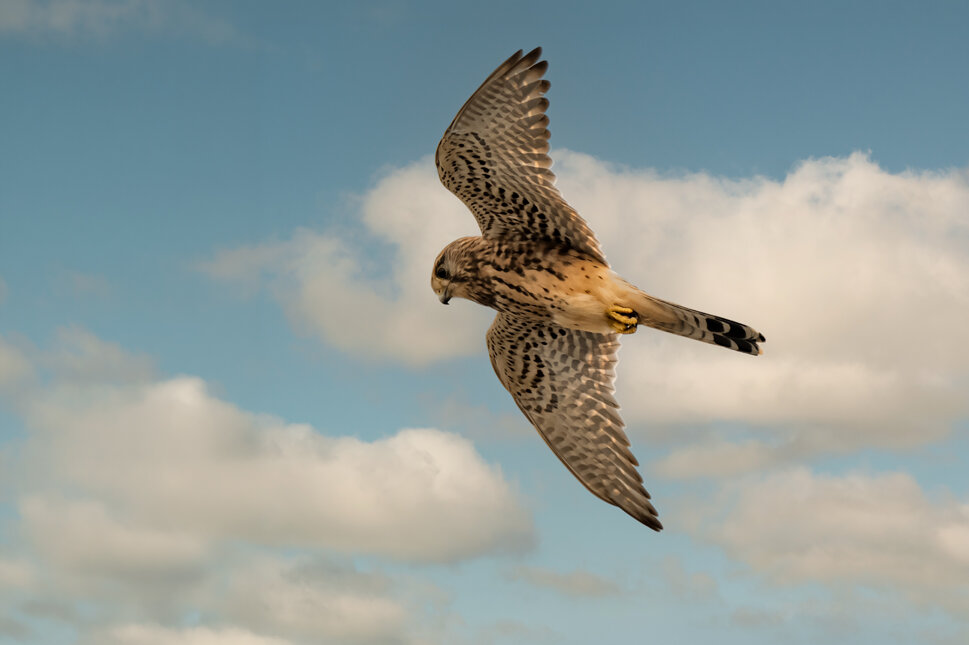 _dsc6009.jpeg _dsc6009.jpeg