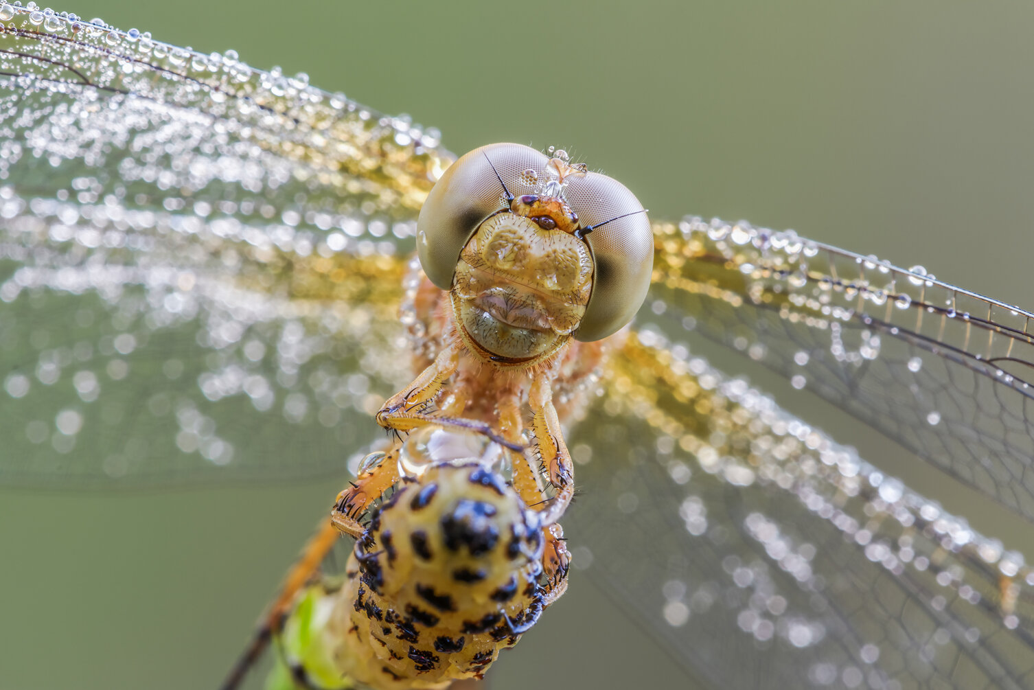 libellula.jpeg libellula.jpeg