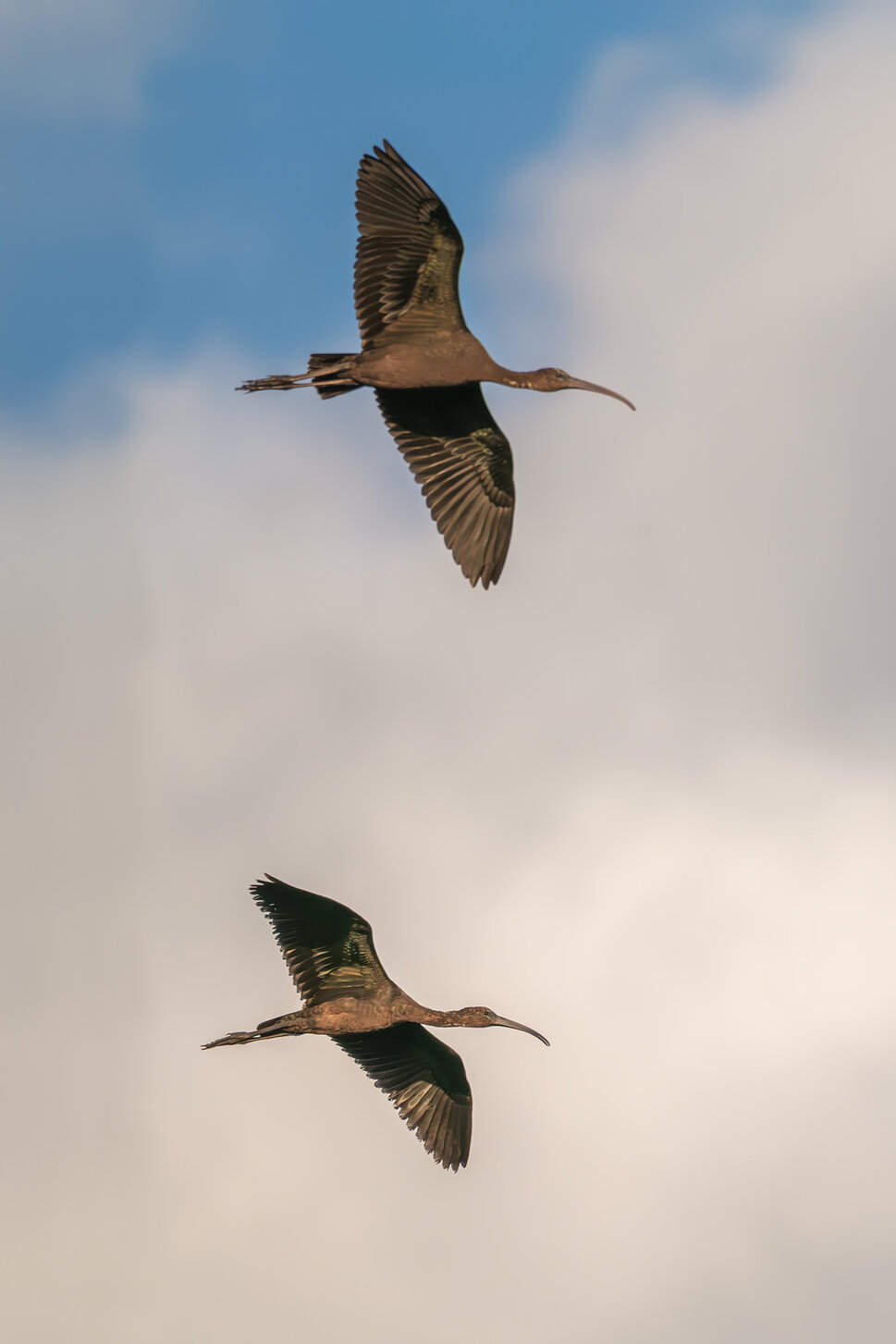 _dsc8495.jpeg _dsc8495.jpeg