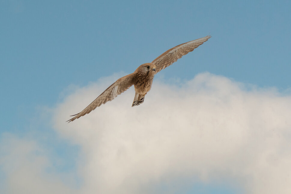 _dsc5971.jpeg _dsc5971.jpeg