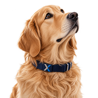 golden retriever con collare blu a x golden retriever con collare blu a x