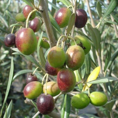 olive-nocellara-del-belice-1-1-2.jpeg olive-nocellara-del-belice-1-1-2.jpeg