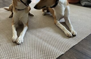 img_1979.jpeg