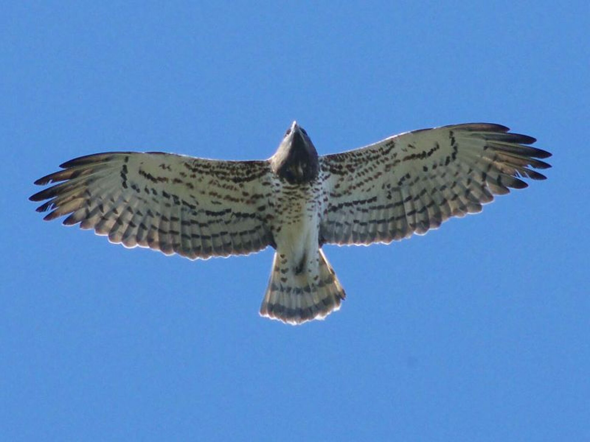 bird.jpeg