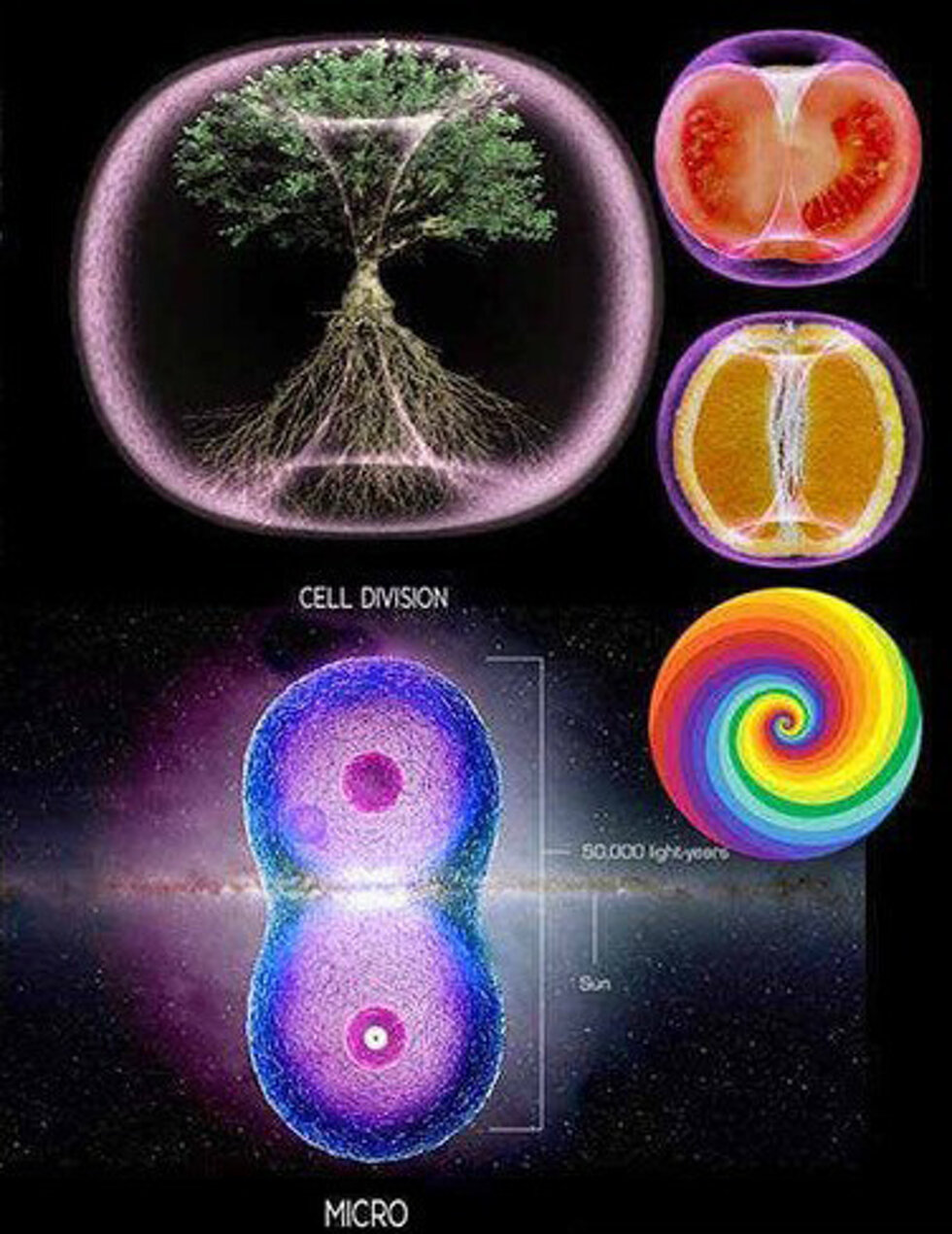 albero-toroide.jpeg