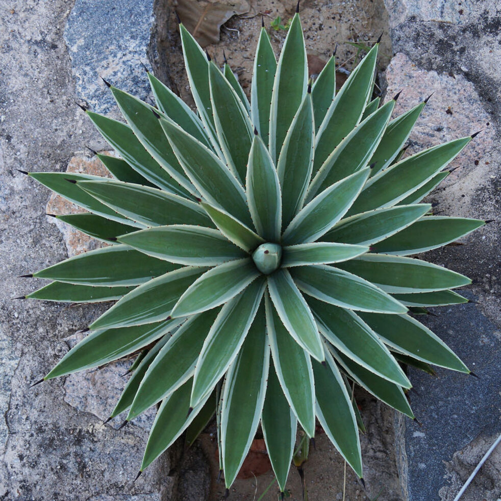 piante-geometriche-in-natura-23.jpeg