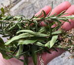 smudge-di-verbena-e-rosmarino