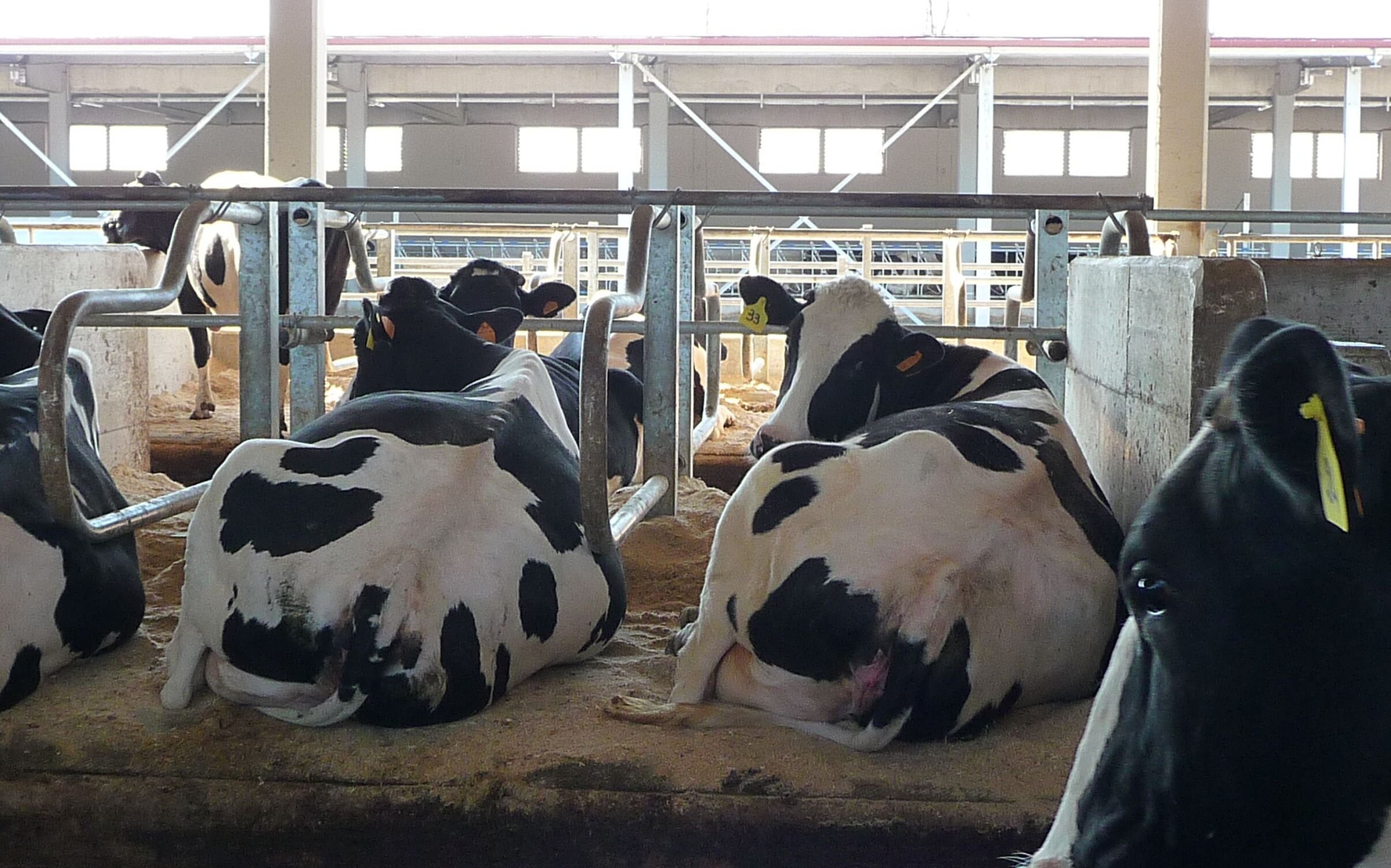 Teff, un cereale foraggero resistente alla siccità