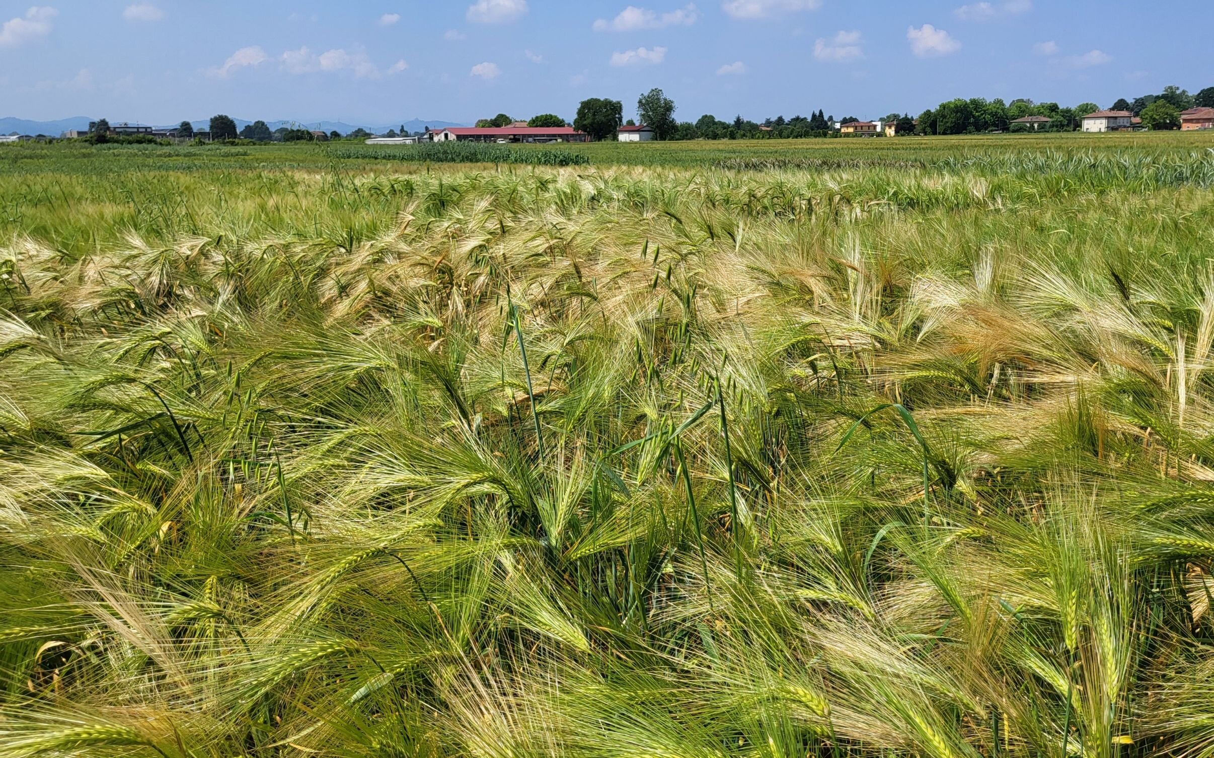 Le proposte del Ministero per contrastare la crisi del grano duro