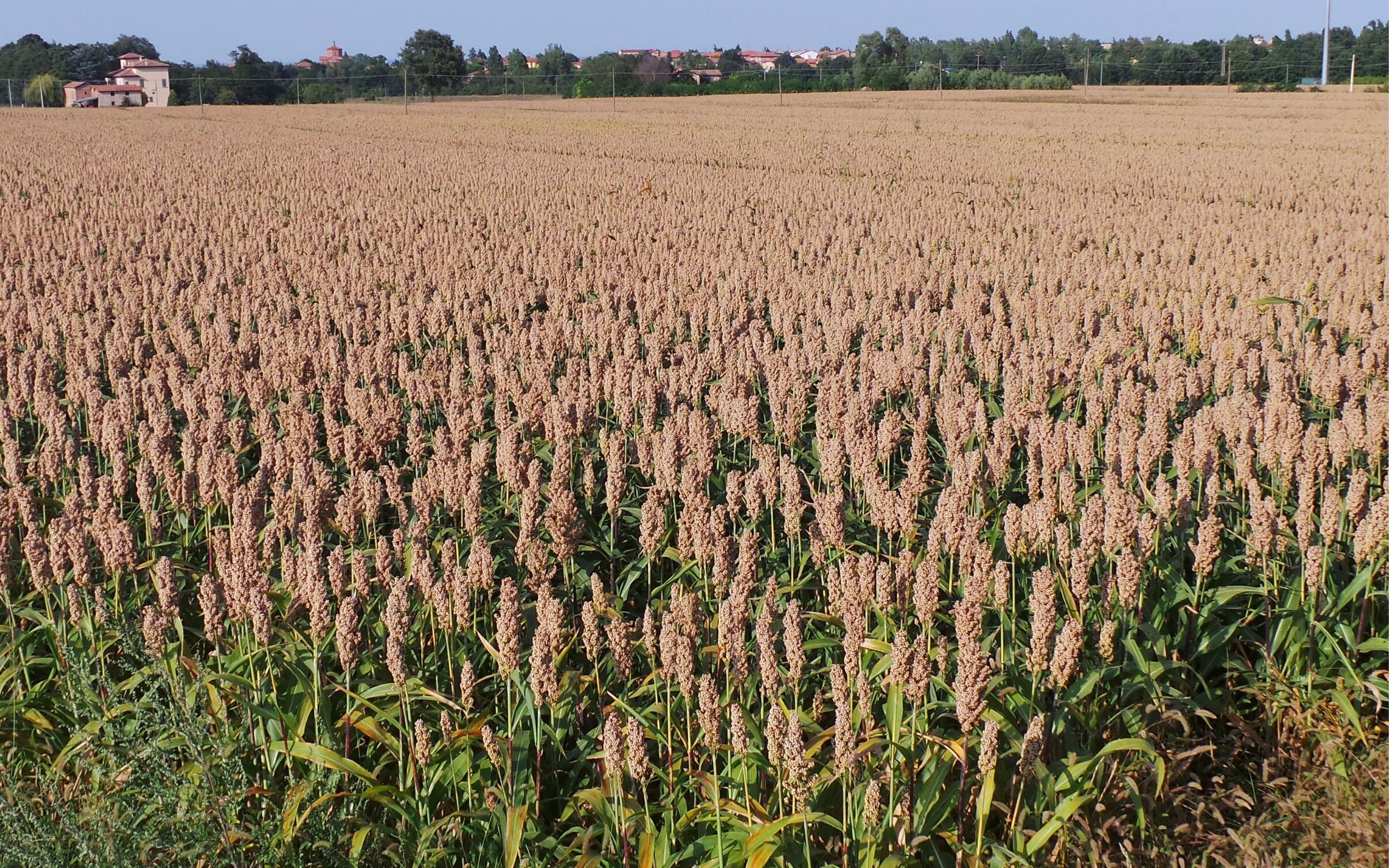 progetto-senza-titolo.jpeg progetto-senza-titolo.jpeg