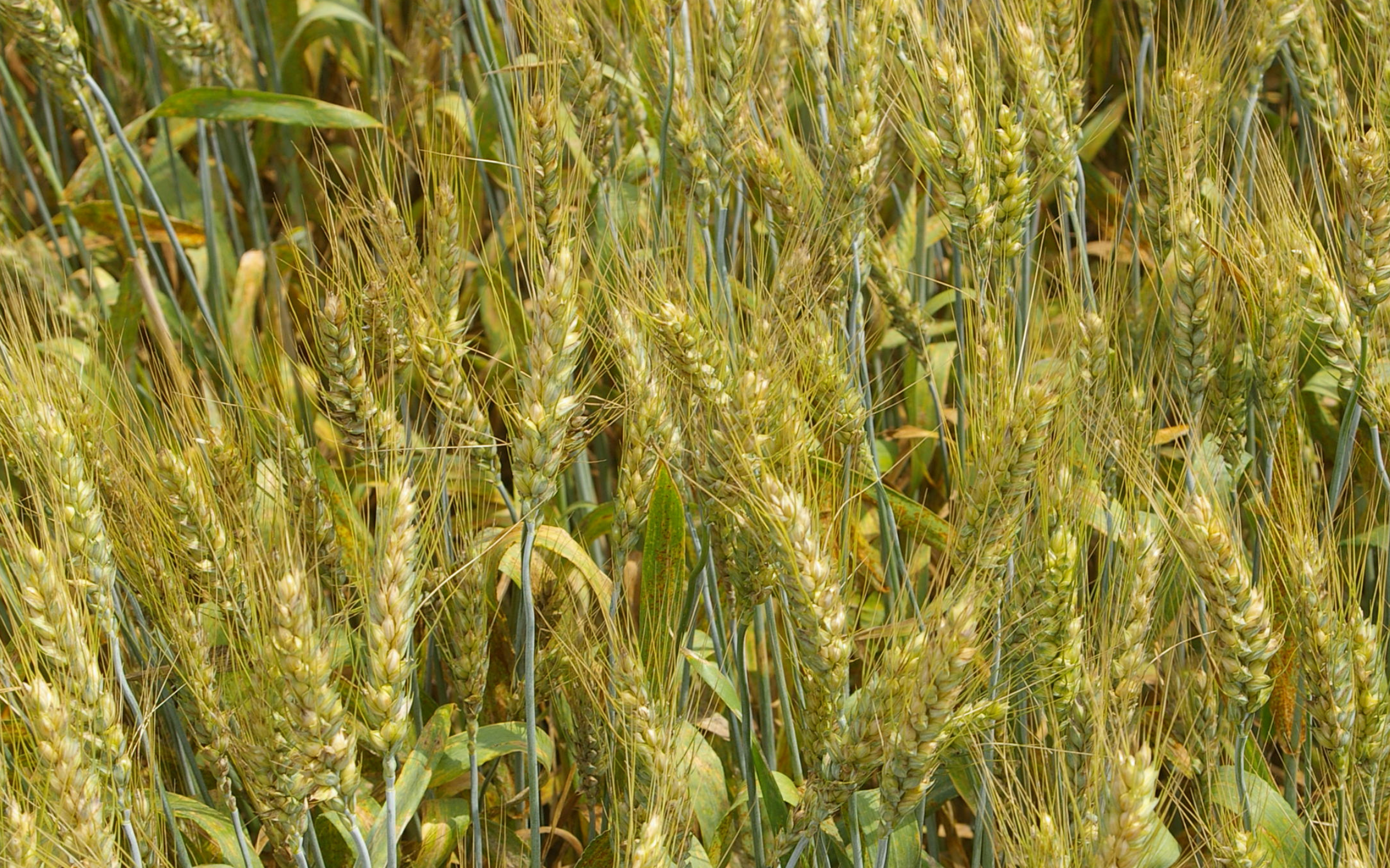 Avastel: il nuovo fungicida per cereali con assorbimento potenziato e persistente