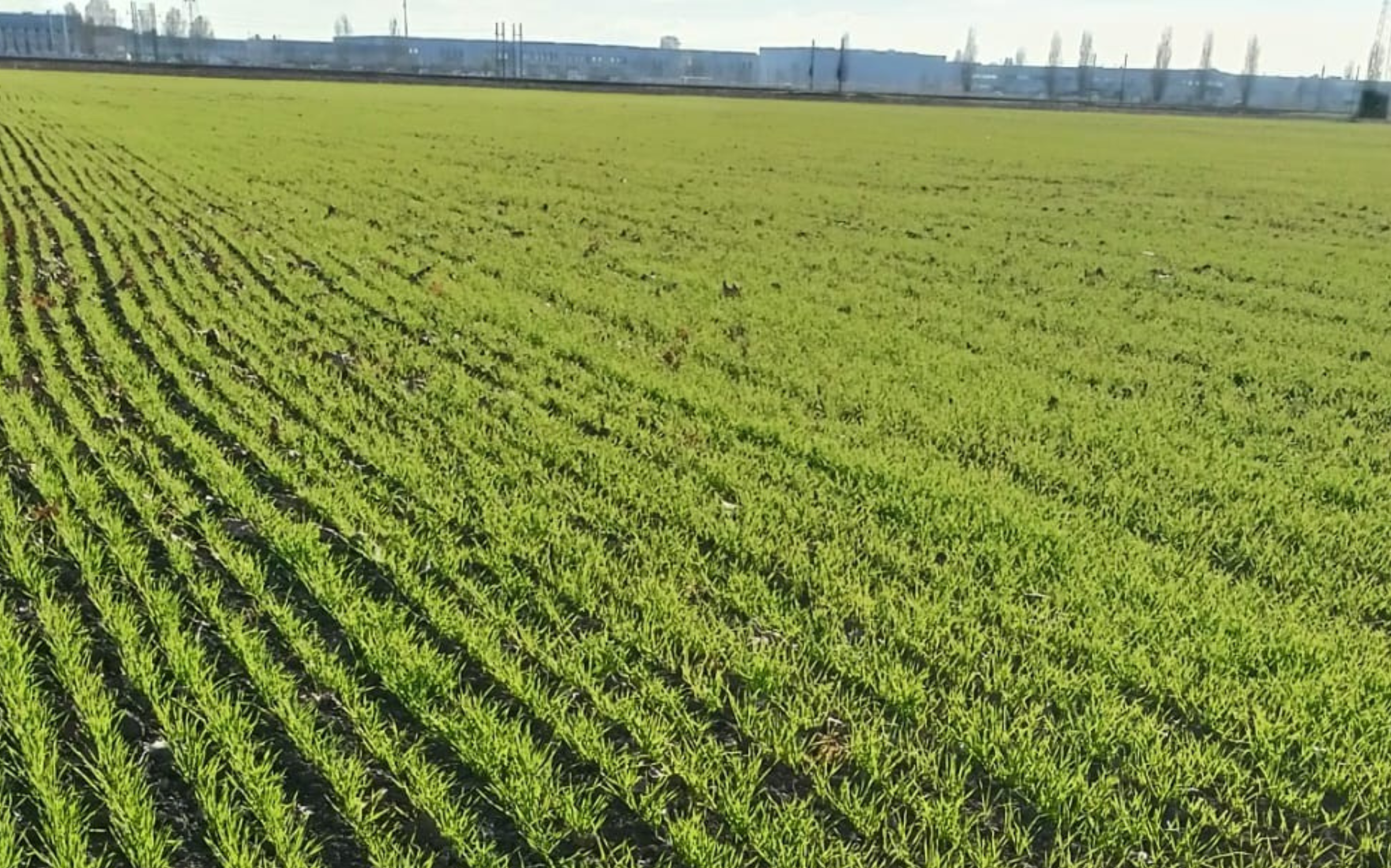 Soffiati: sul frumento la concimazione in pre-semina &egrave; indispensabile