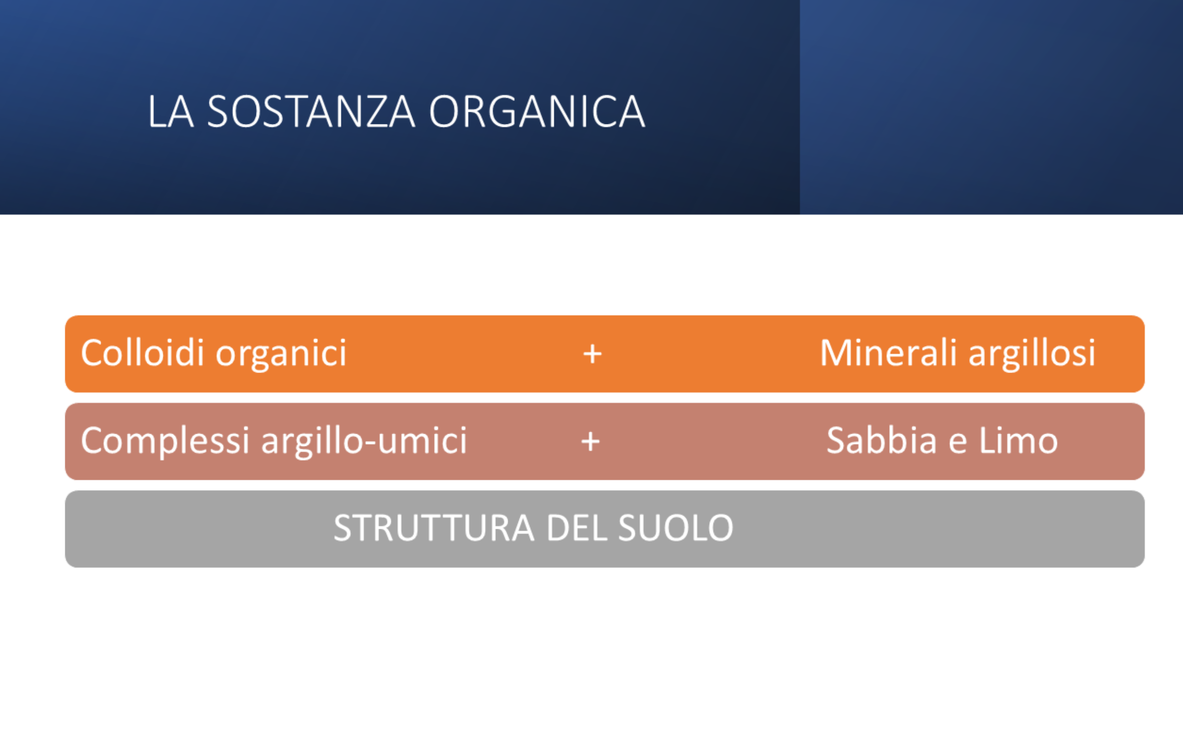 girasole-(1).png