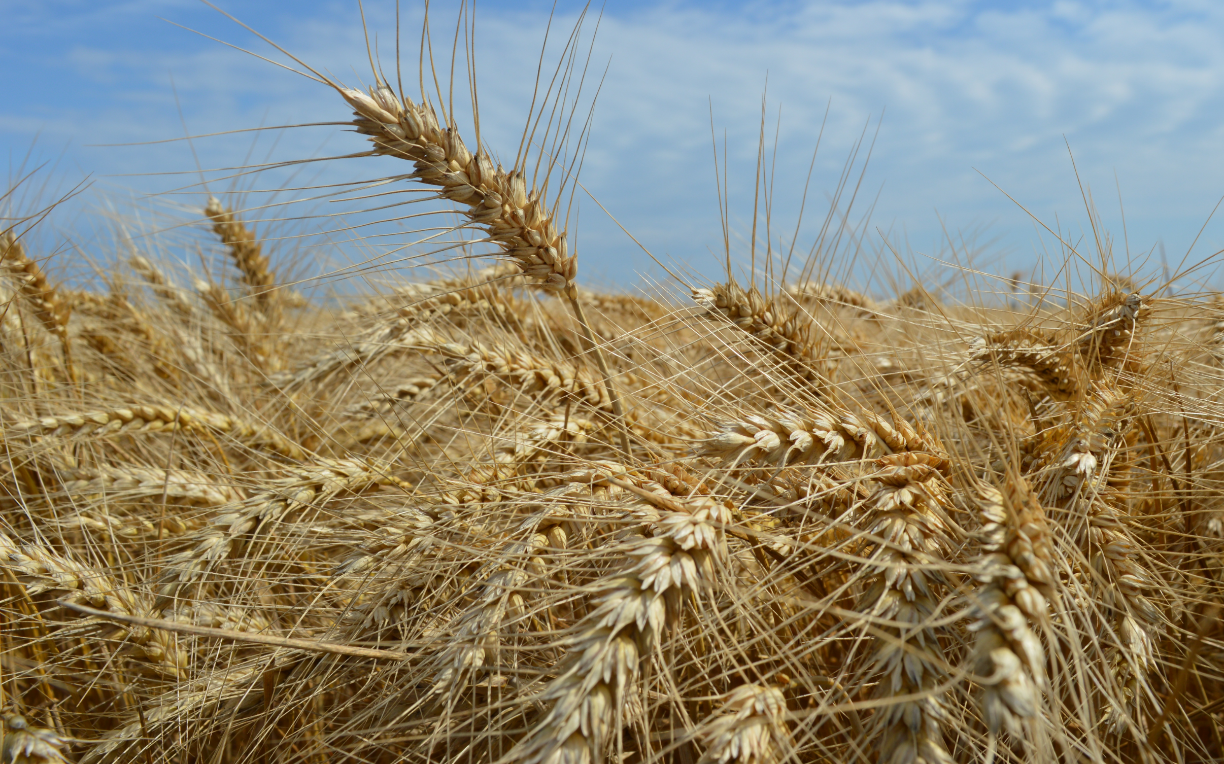 Frumento ed orzo in autunno e sorgo in primavera, le colture su cui puntare