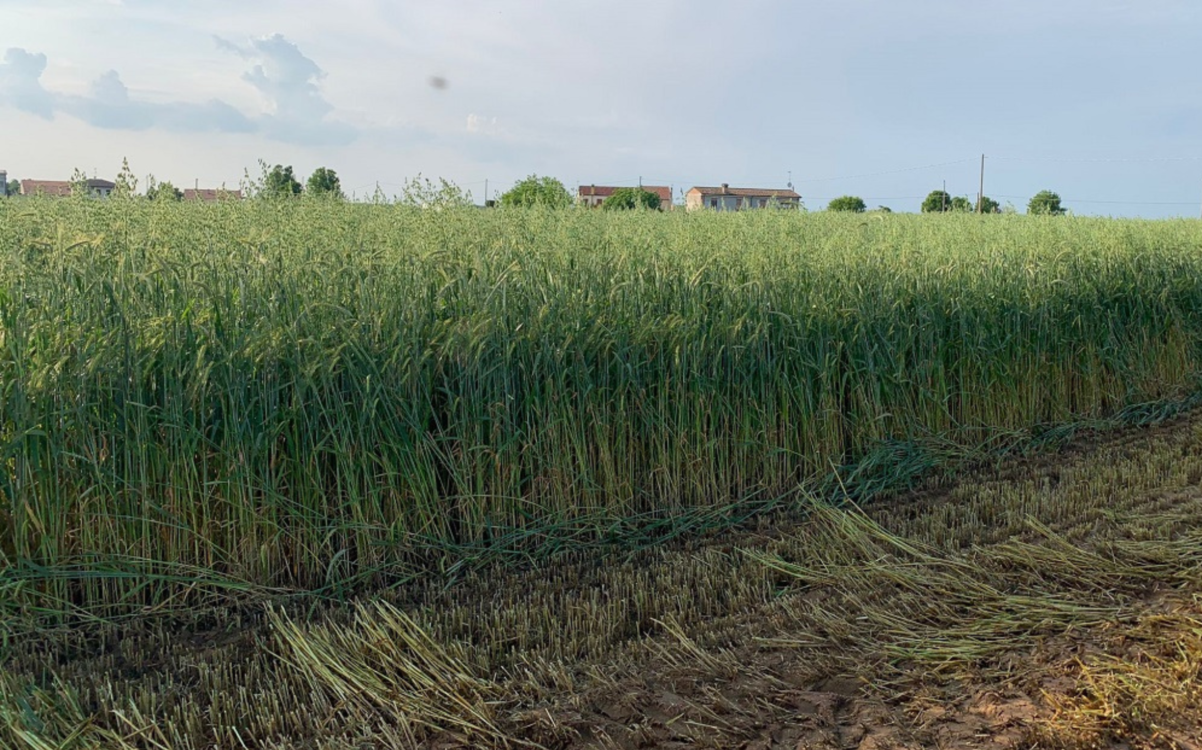 Frumento: attenzione all&rsquo;epoca di raccolta di insilato e fieno
