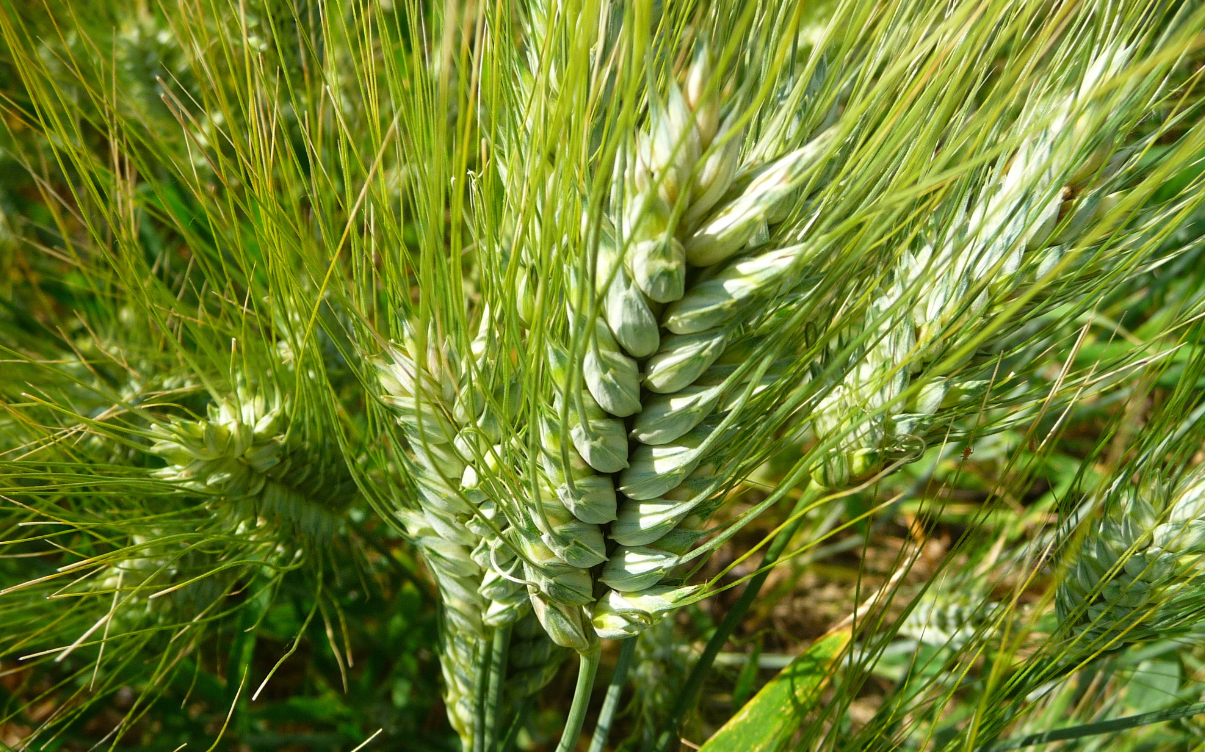 Quanto costa produrre frumento tenero al Centro-Nord Italia?
