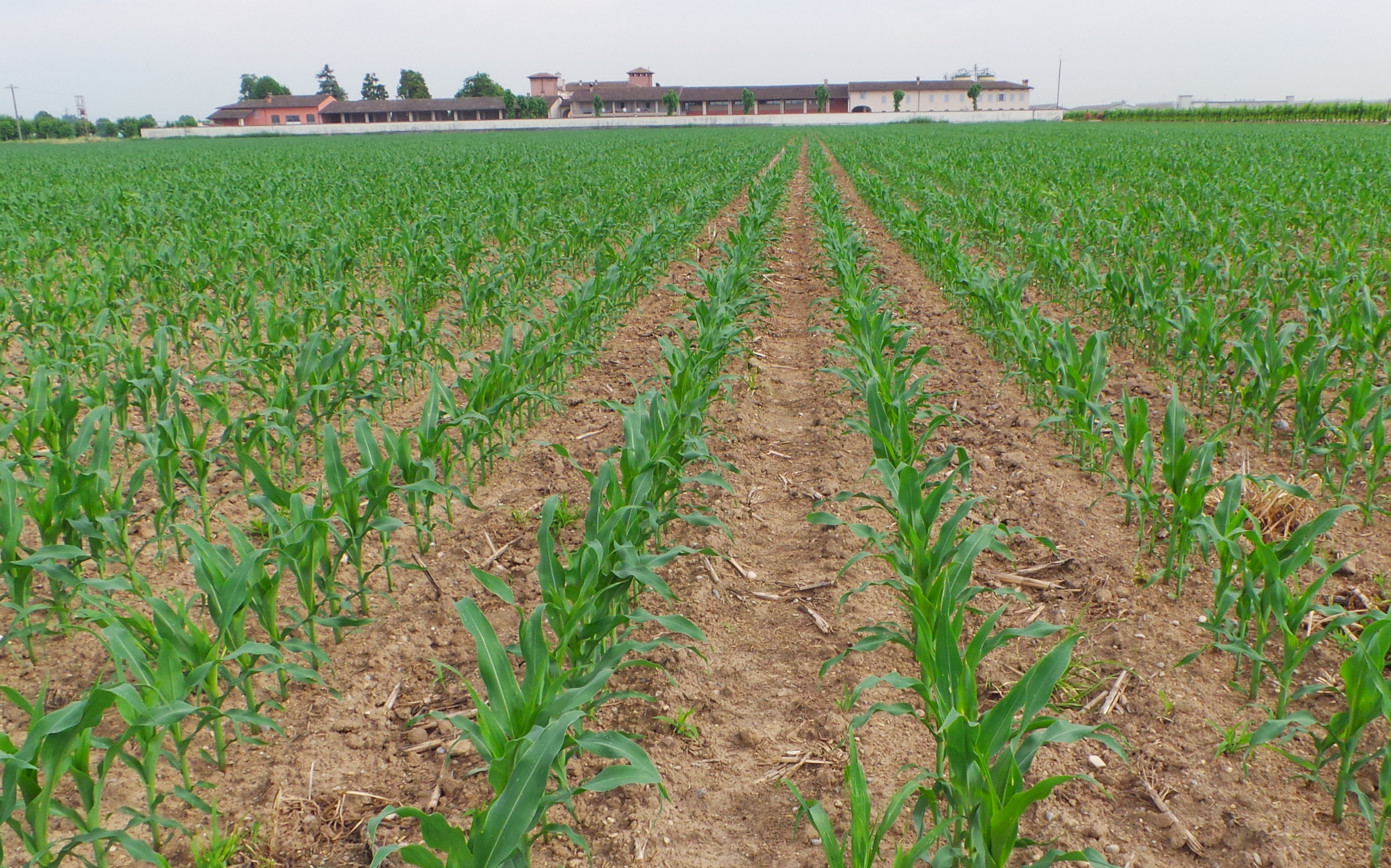 Fosforo ed azoto alla semina del mais: anticipo della fioritura ed aumento della produzione