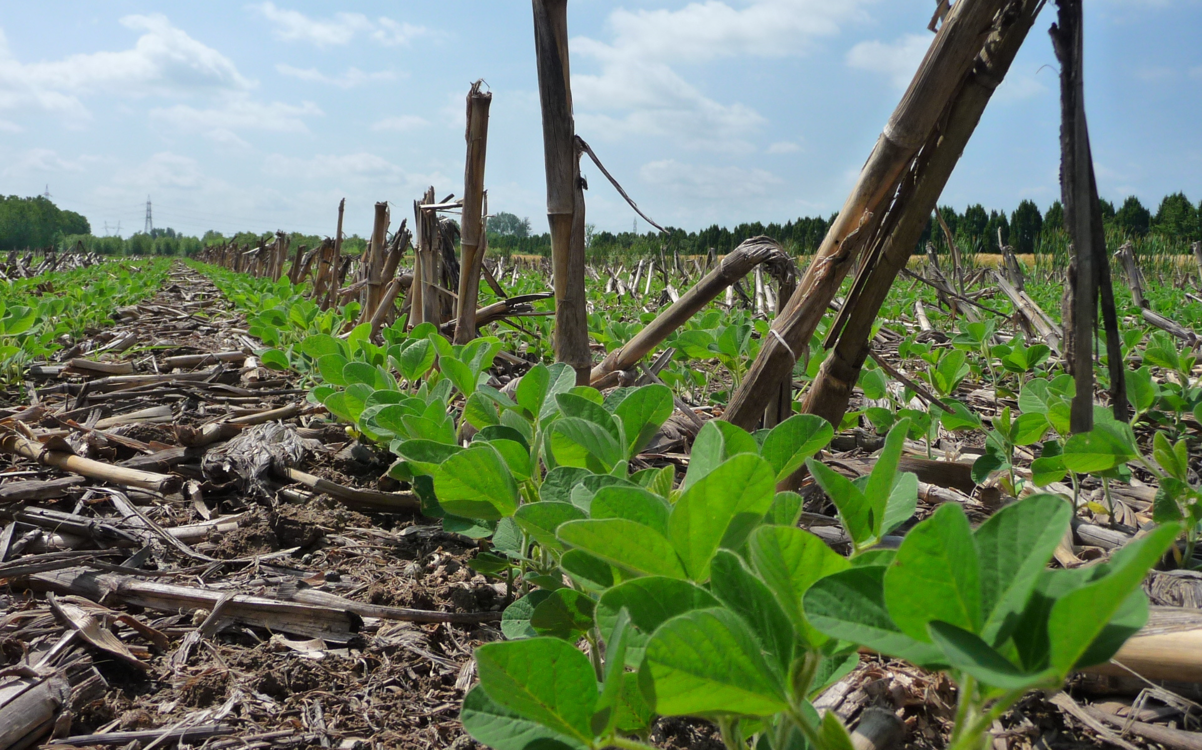 Crediti di carbonio: in dirittura di arrivo linee guida e registro nazionale
