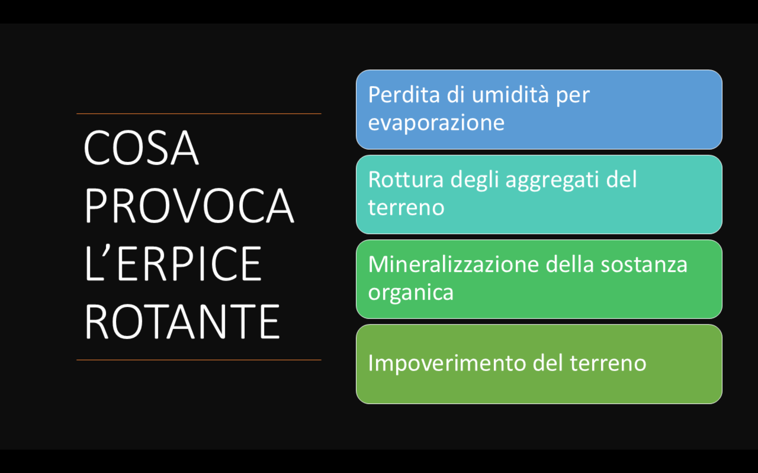 girasole-(5).png