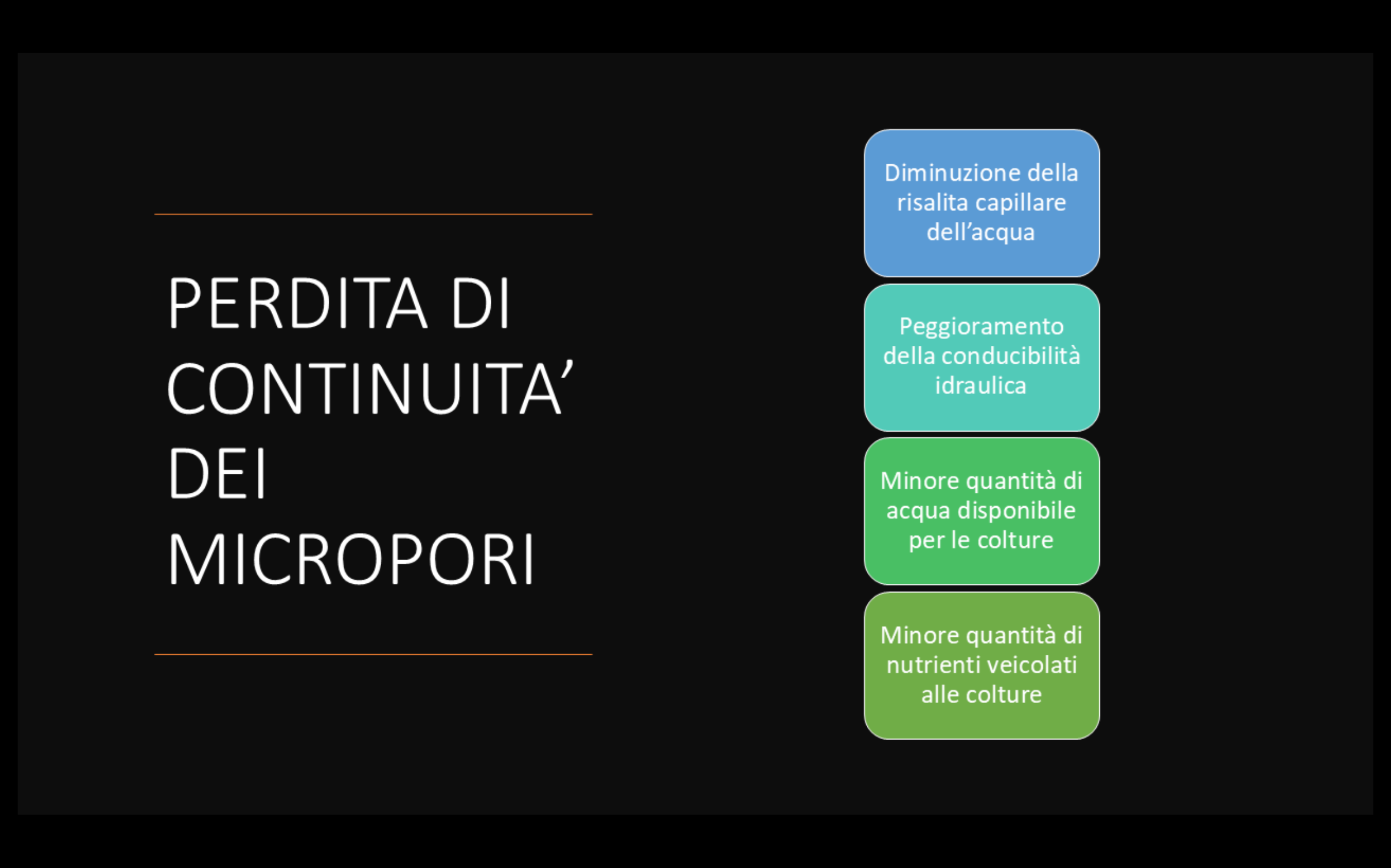girasole-(4).png