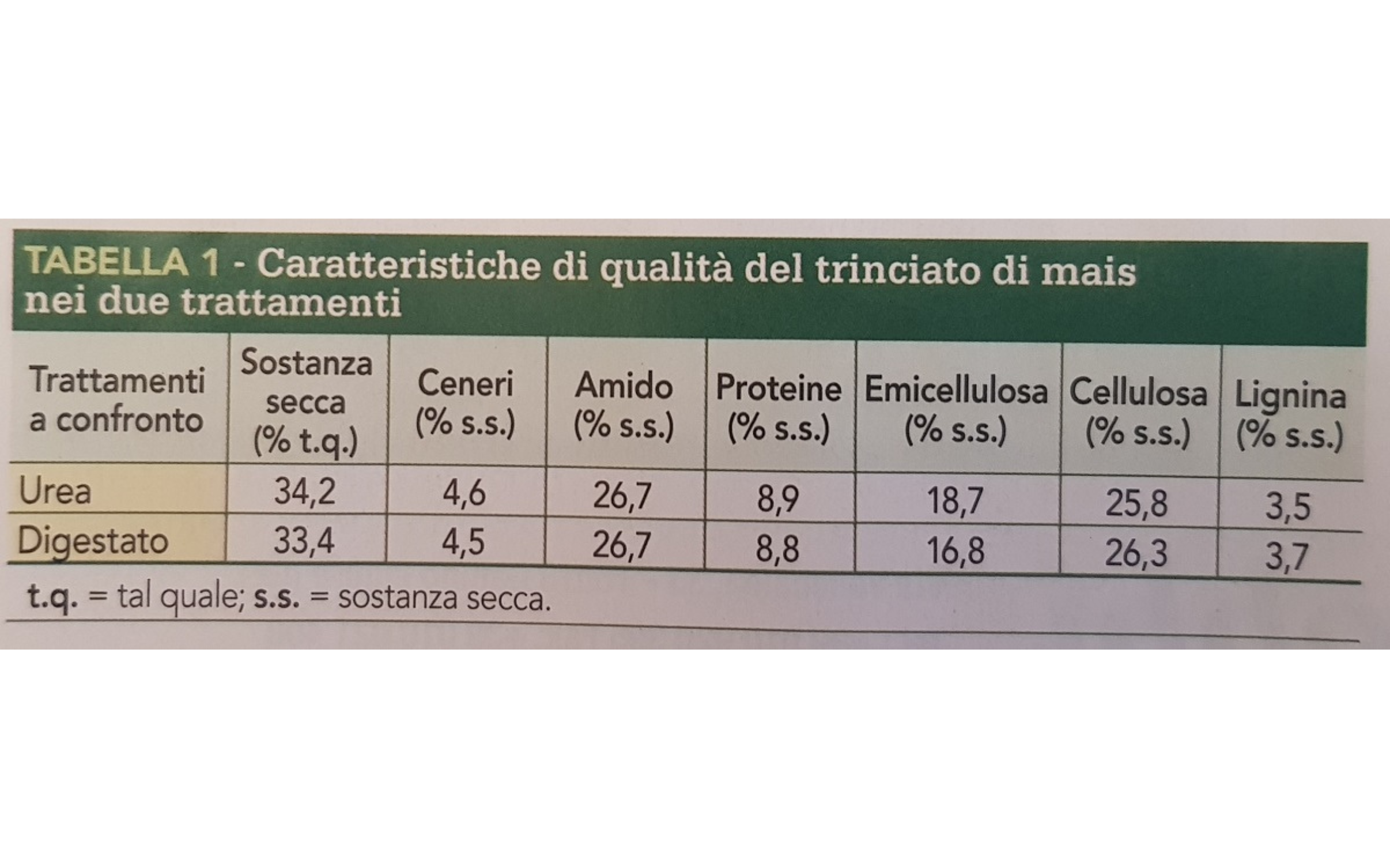 girasole-(2).png