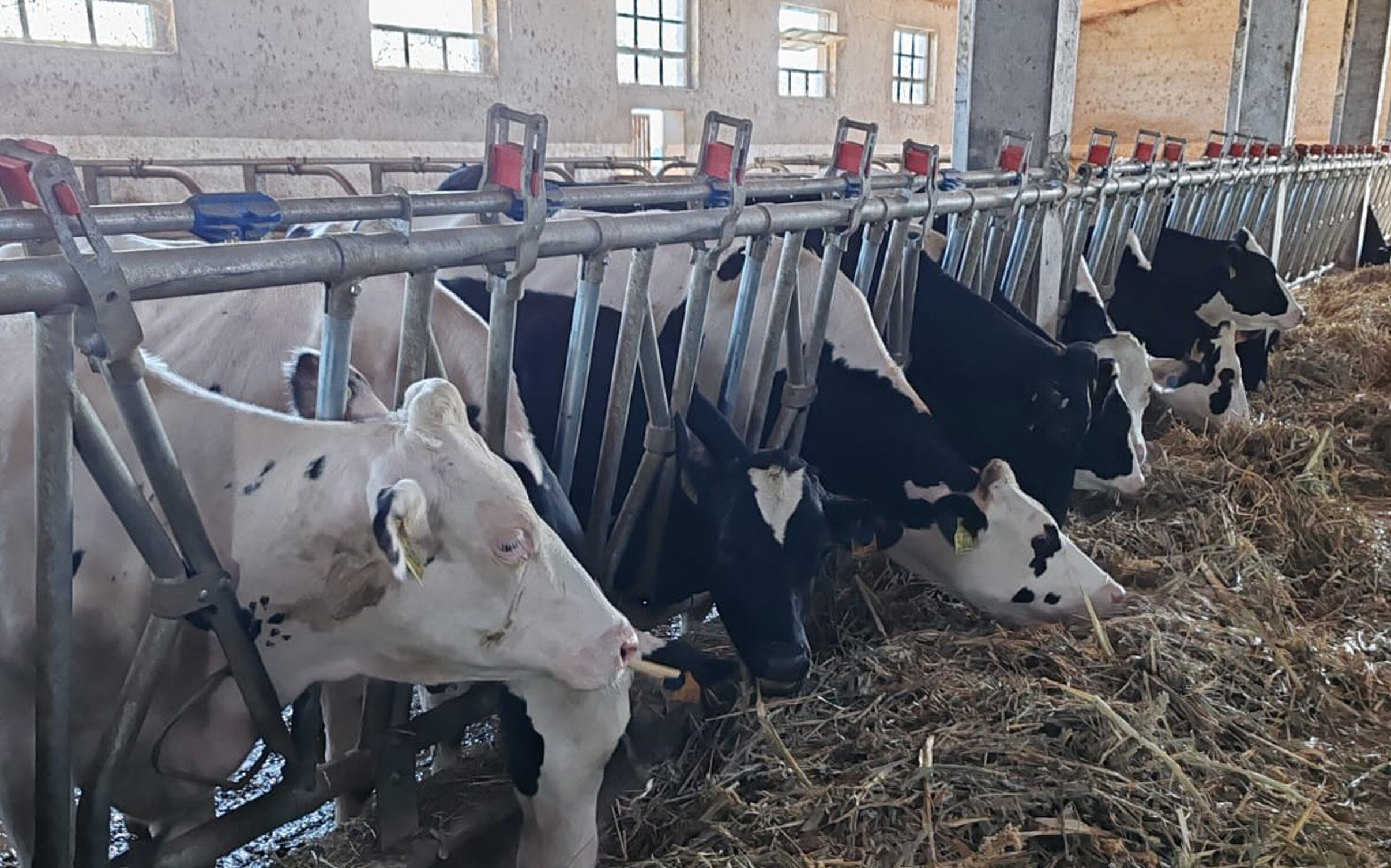 Un fieno di sorgo super appetitoso per le vacche da latte del Parmigiano Reggiano