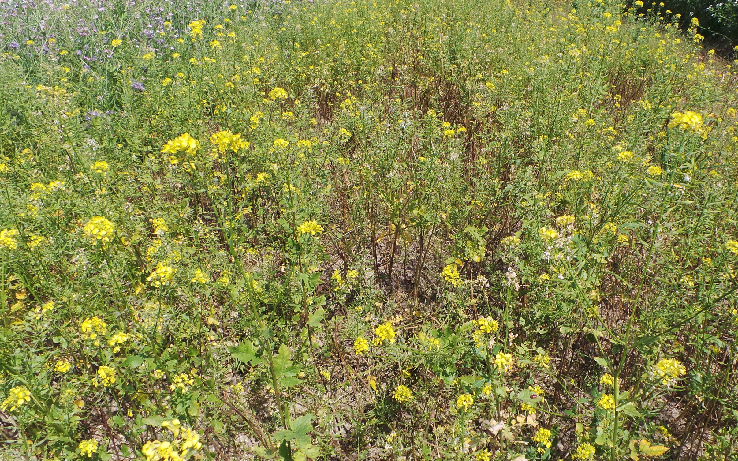 Cover crops più sostanza organica e meno erbe infestanti