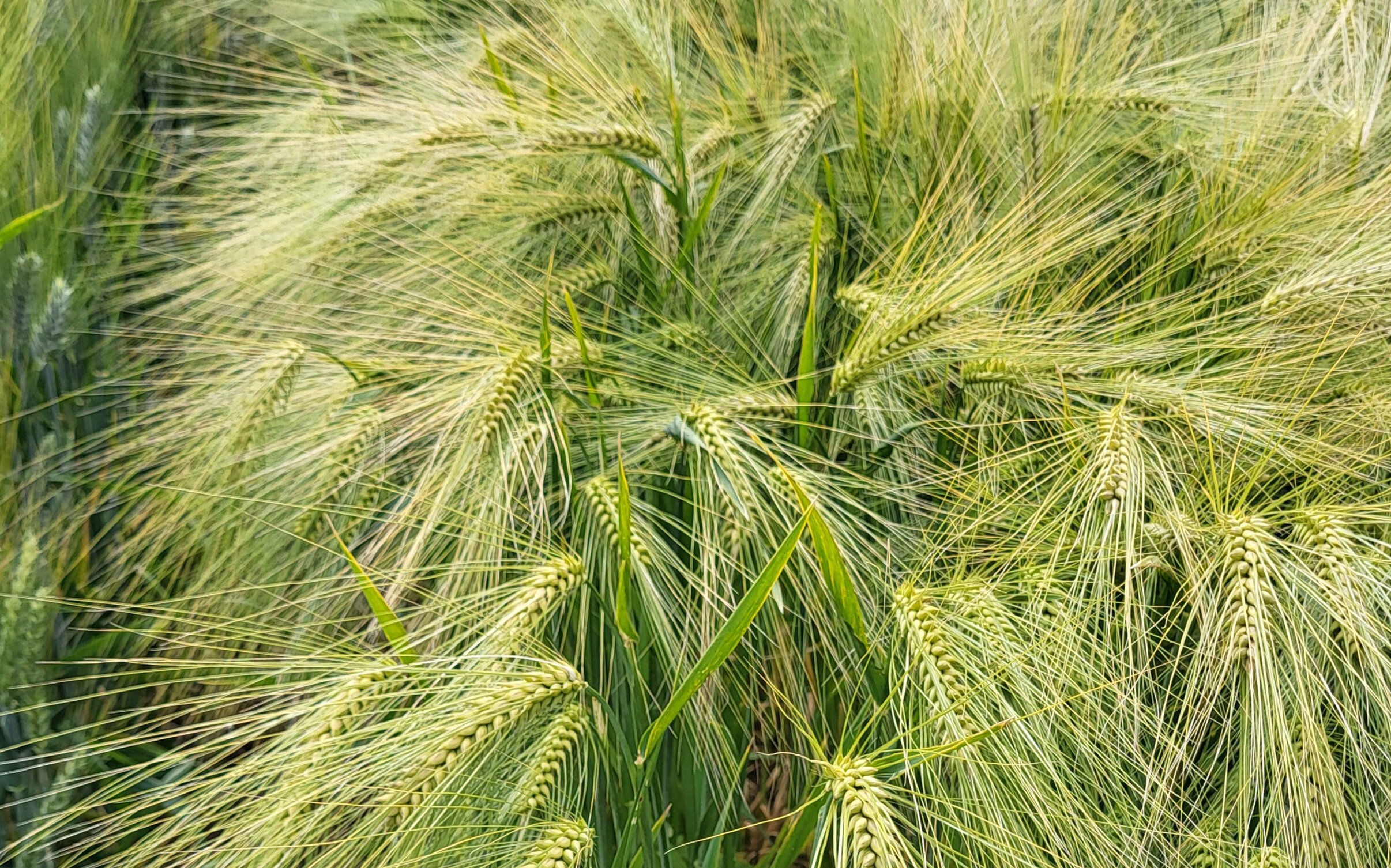 20250526_095858.jpeg 20250526_095858.jpeg