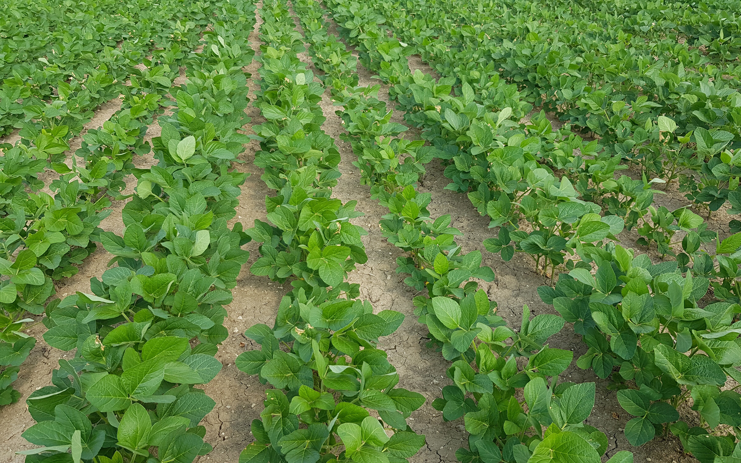 Diserbante Revolution: nuove estensioni di impiego su soia e medica