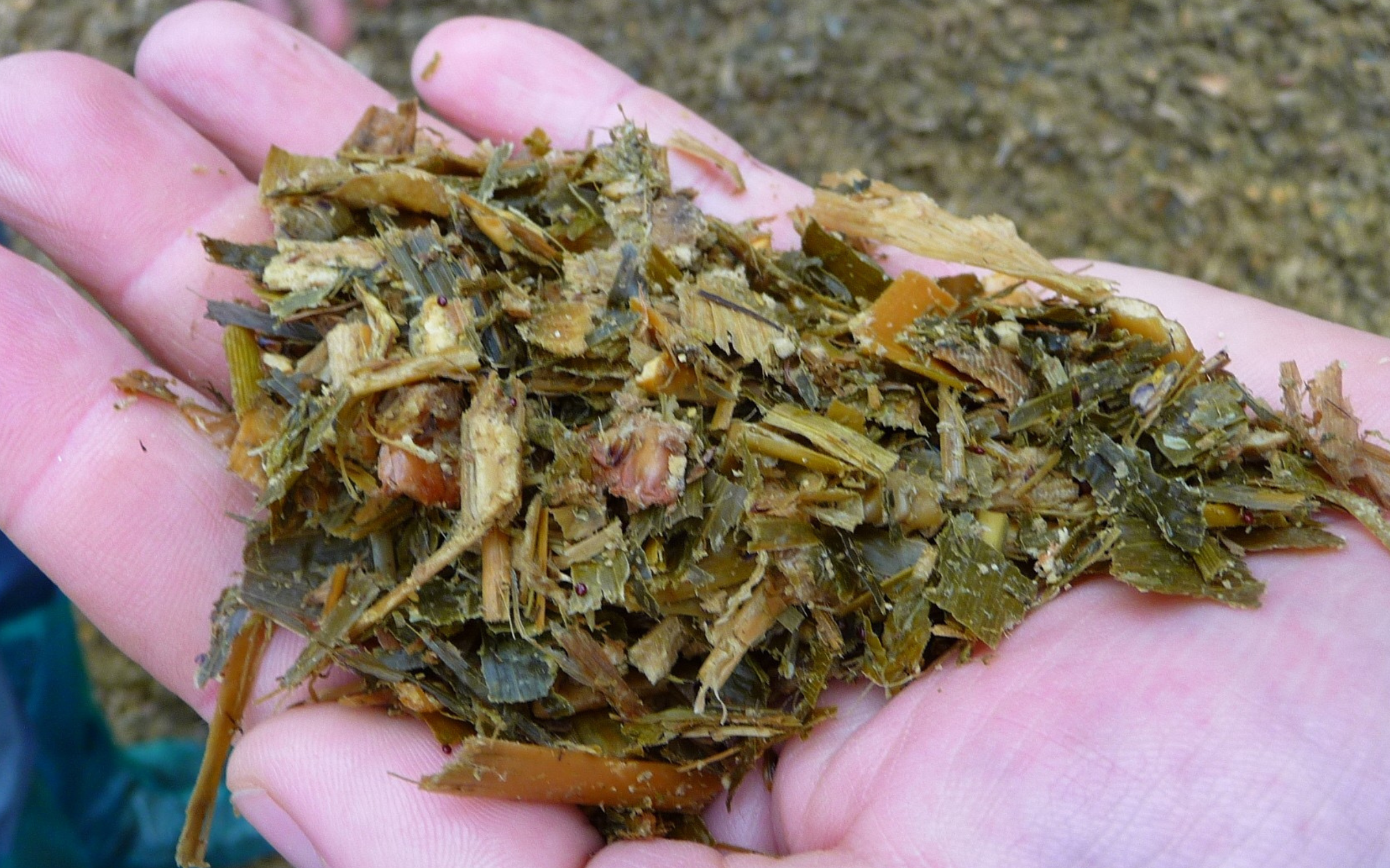 Trinciato e pastone di mais, attenzione all’epoca di semina