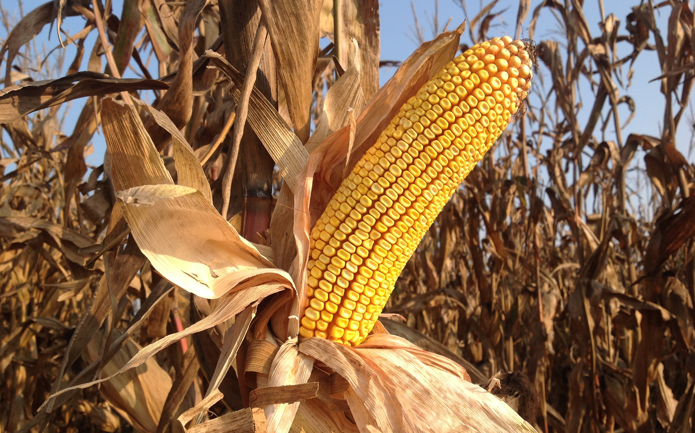 img_5700.jpeg img_5700.jpeg