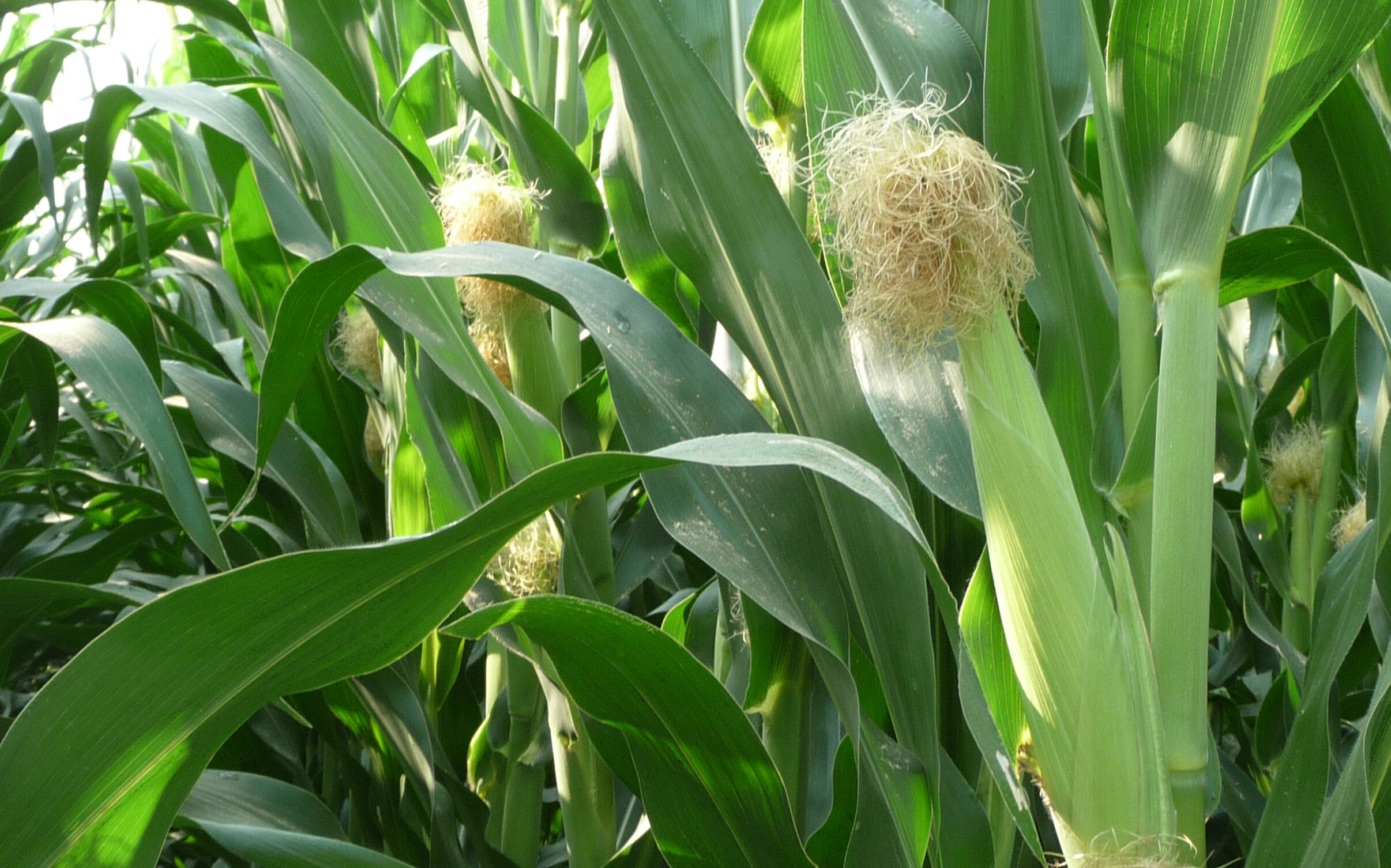 Mais: con gli ibridi precoci fibra più digeribile