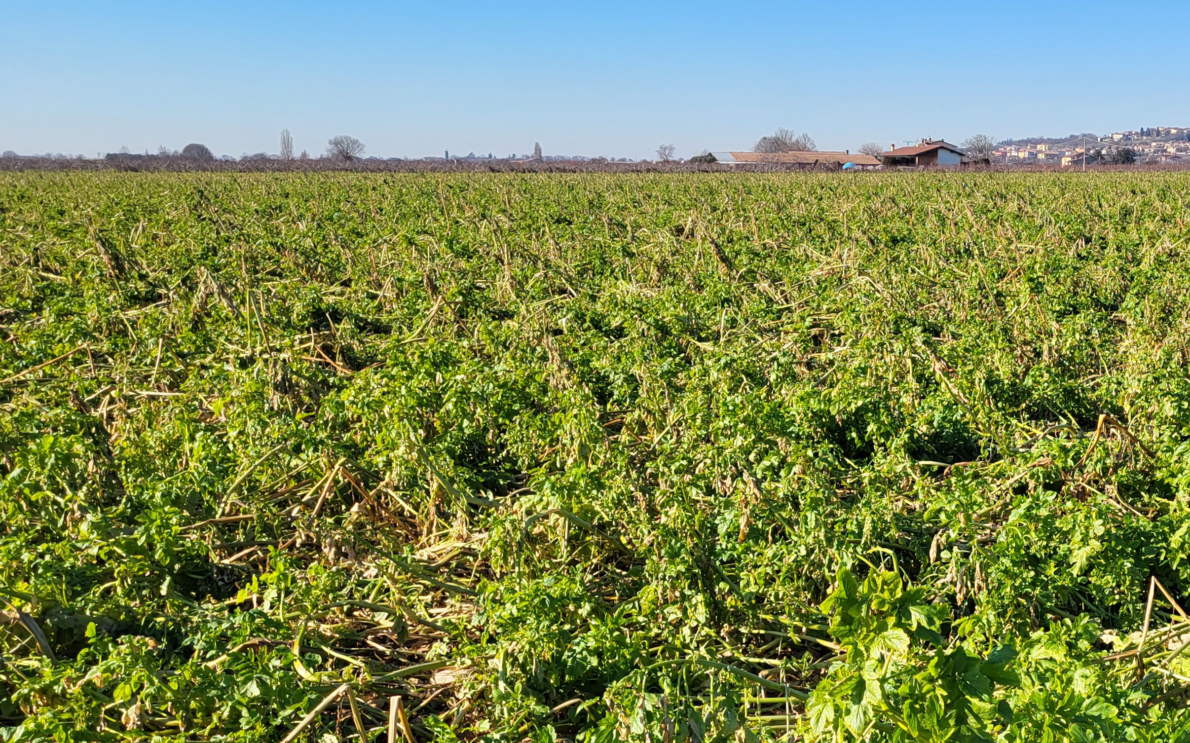 Copertura vegetale obbligatoria del suolo per sessanta giorni