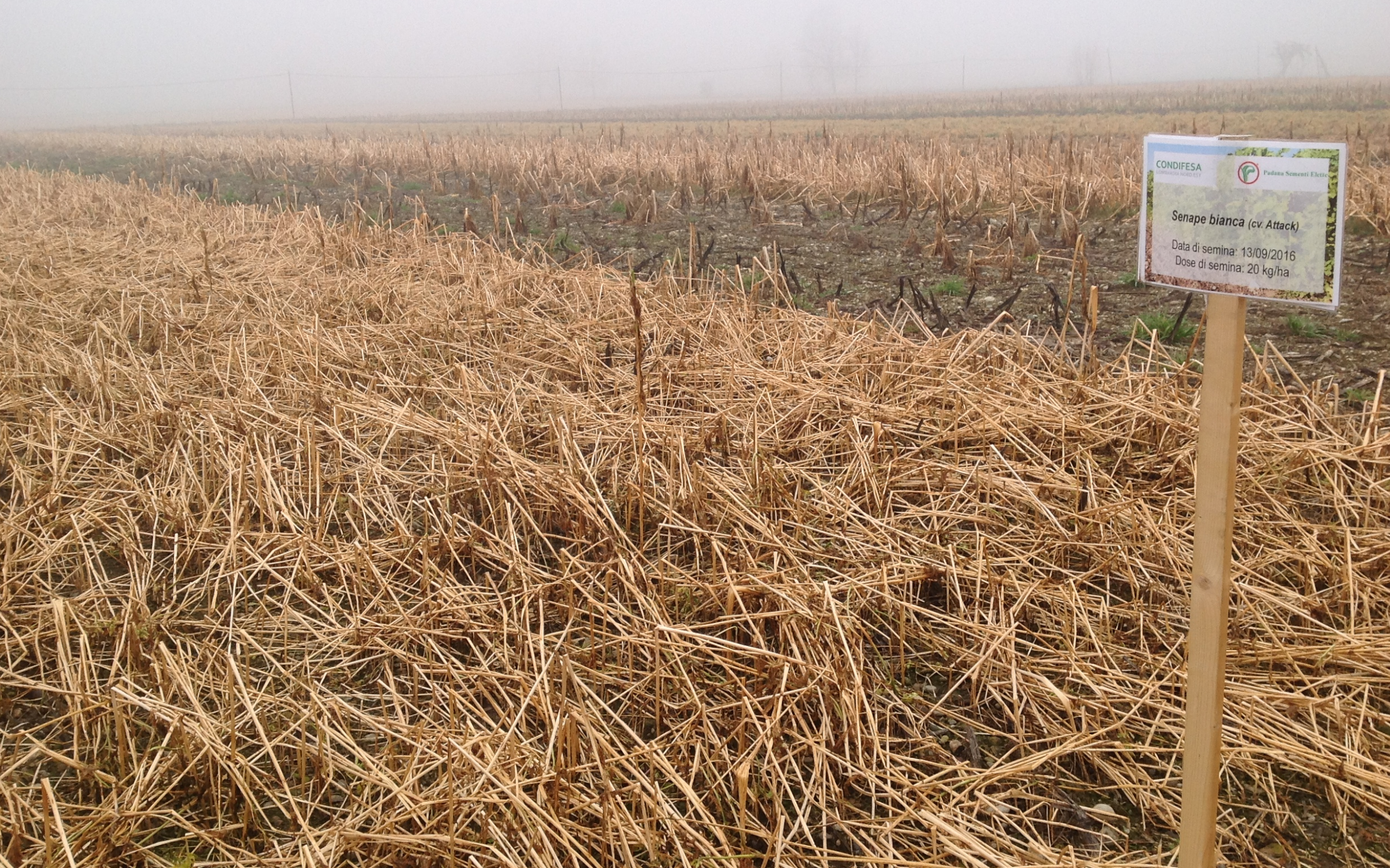 Cover crops: confronto tra i miscugli e le specie in purezza