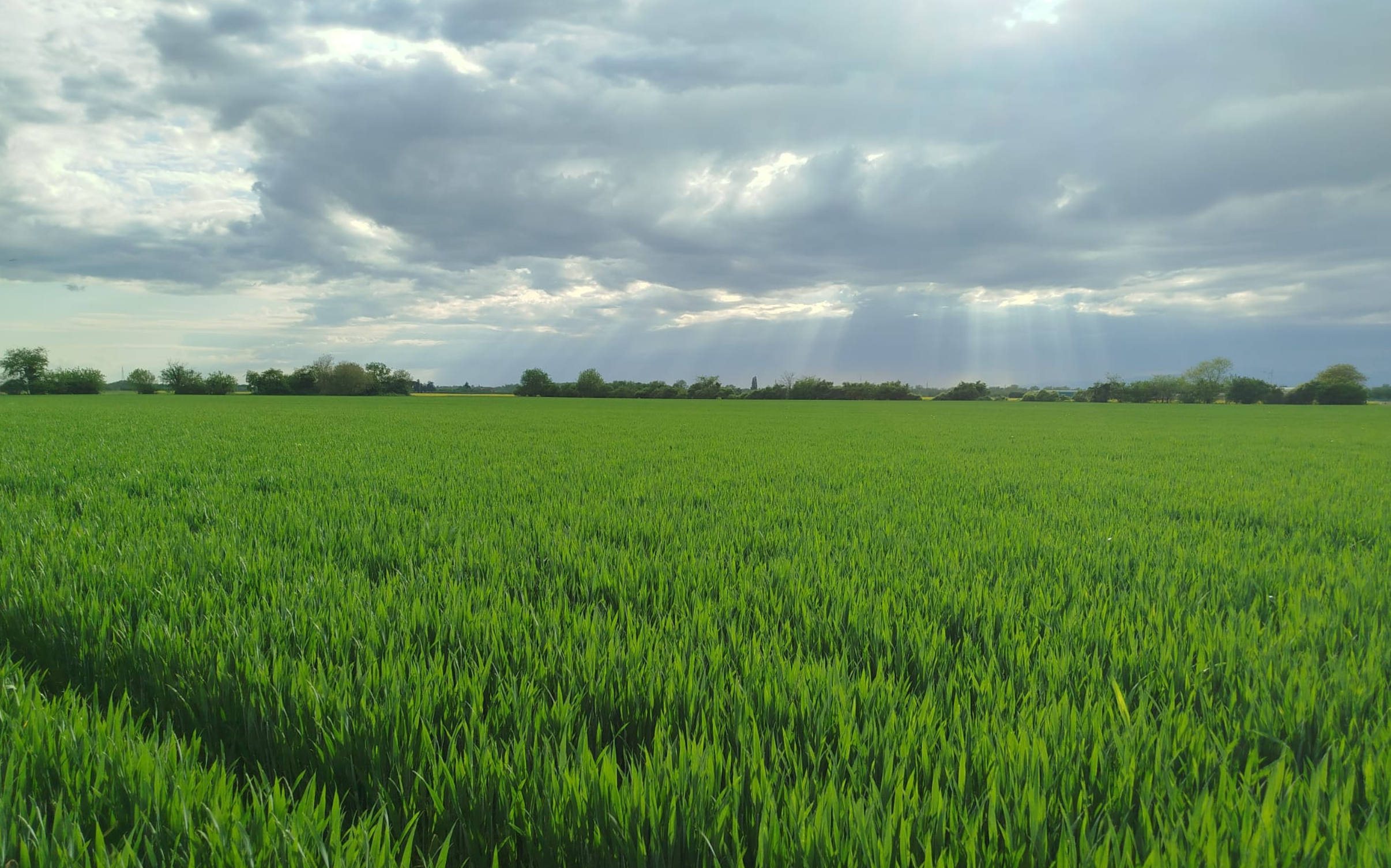 Pavan: “ Punto su 4 colture per far tornare i conti”