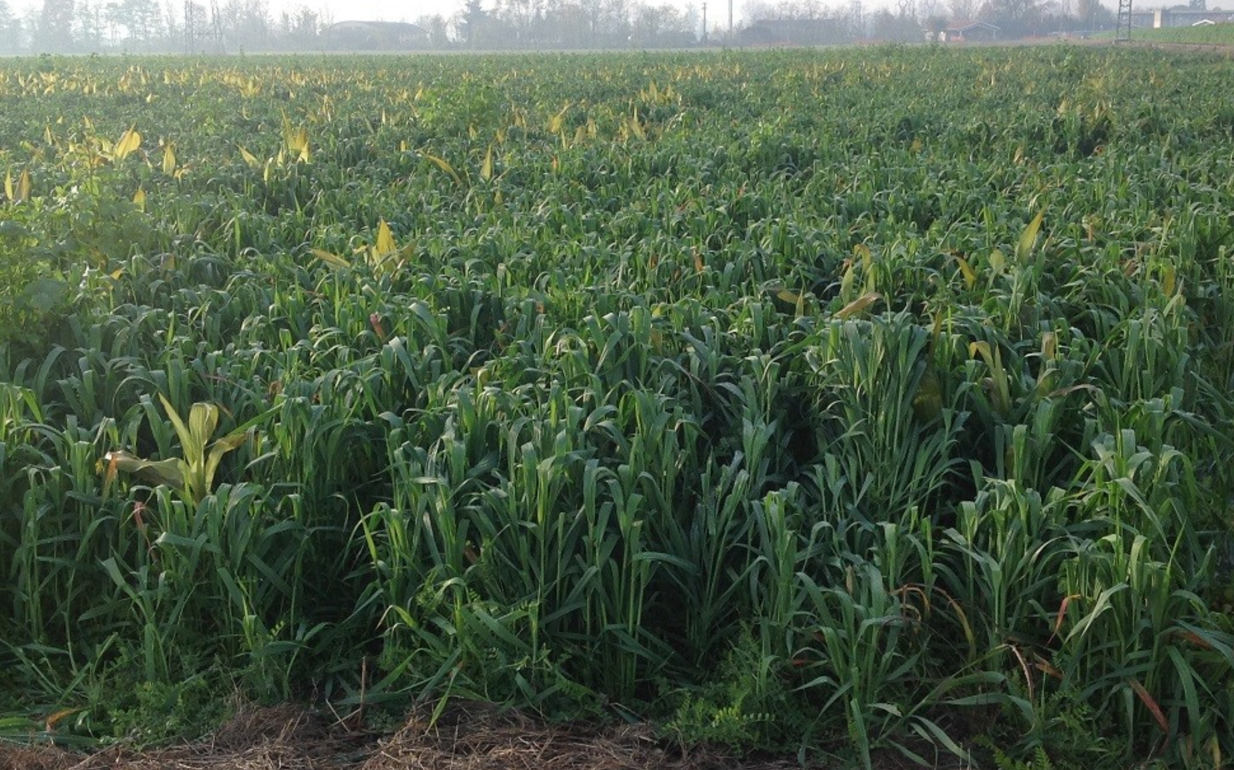 girasole-(2).png