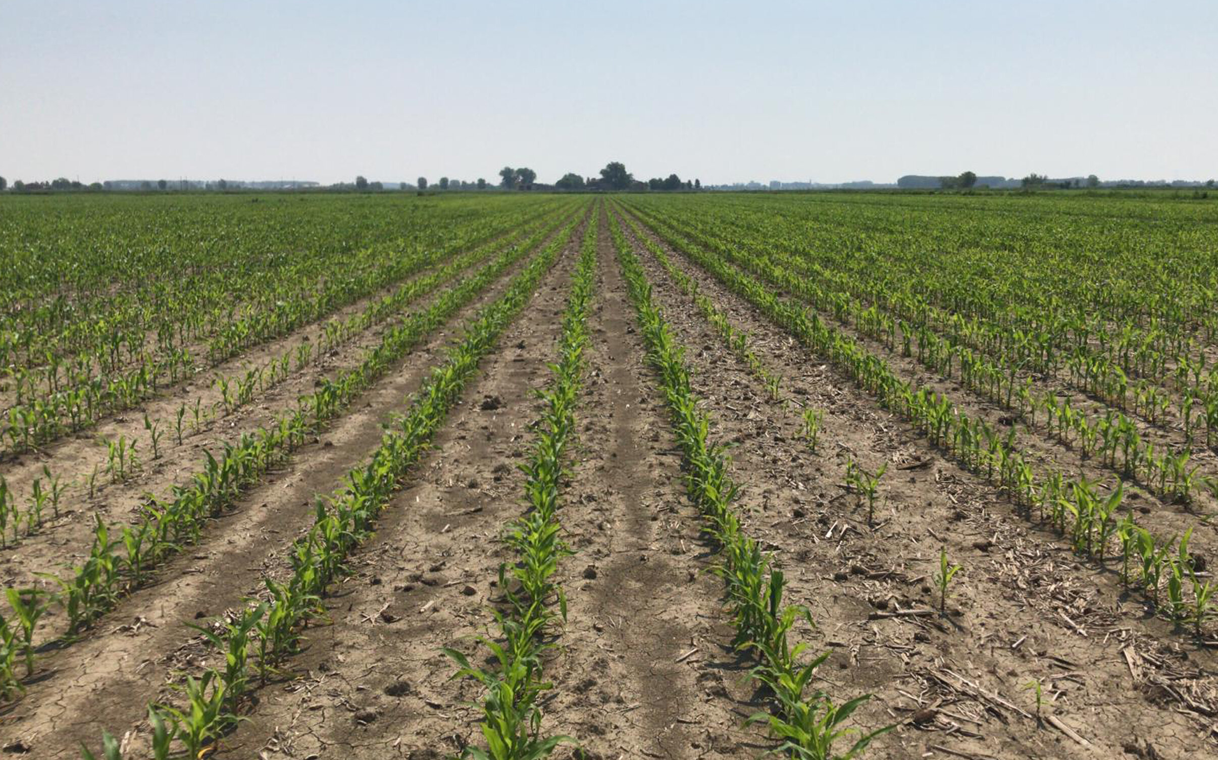 Mais: semina a file ristrette e concimazione starter