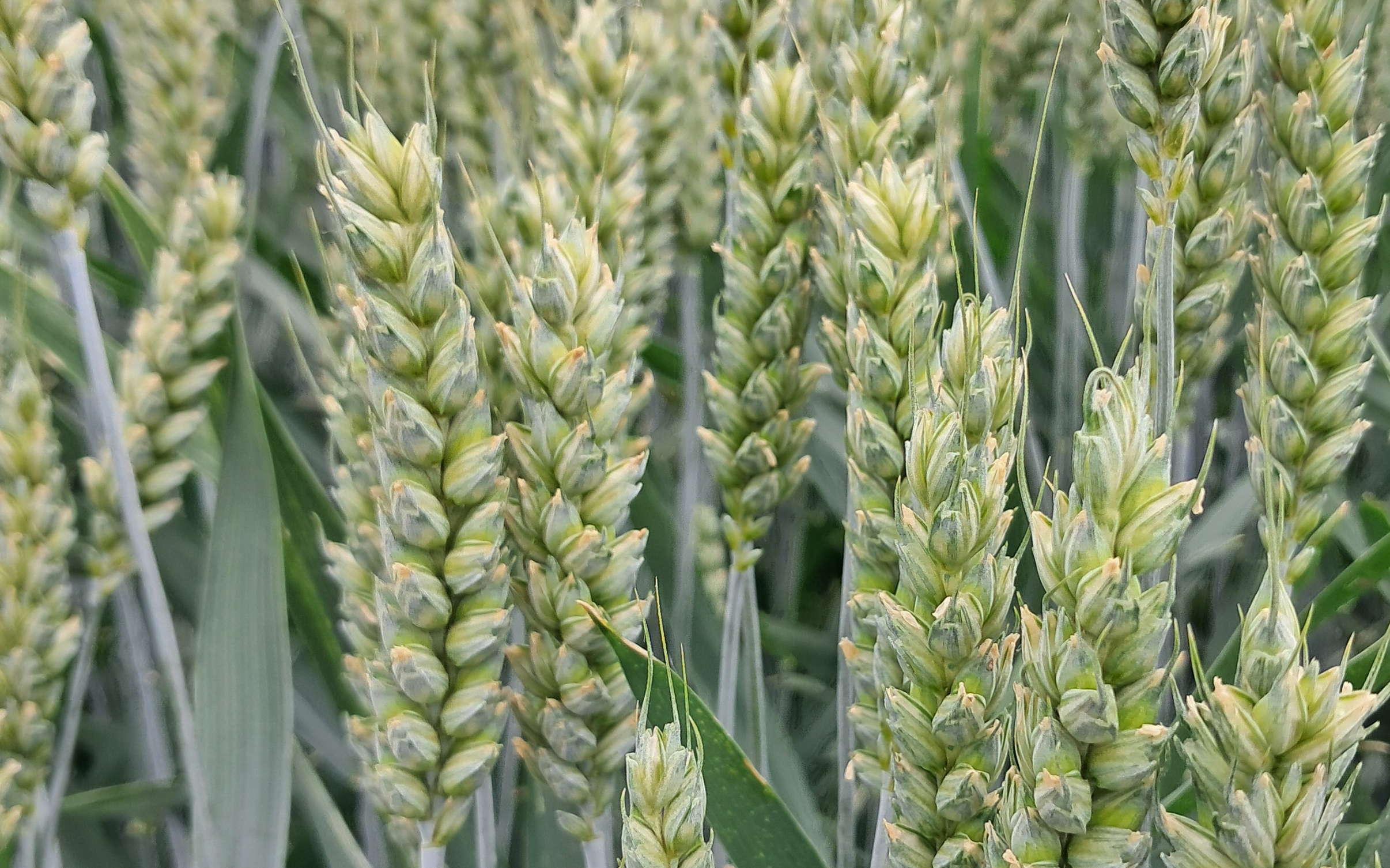 Buona annata per orzo e frumento Su Ellen e Canolon da record