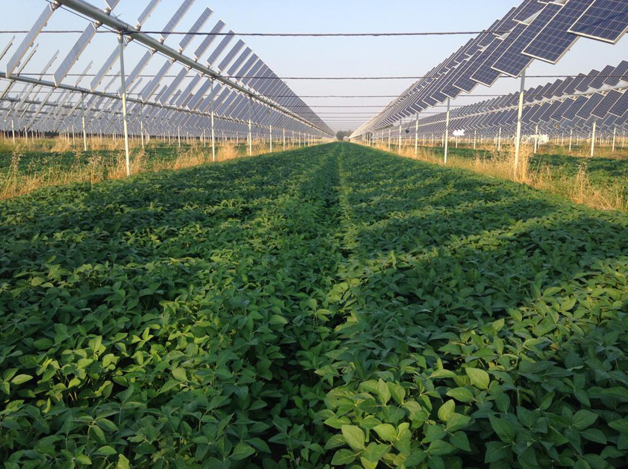 Agrivoltaico: domande entro il 30 giugno per nuovi incentivi a fondo perduto