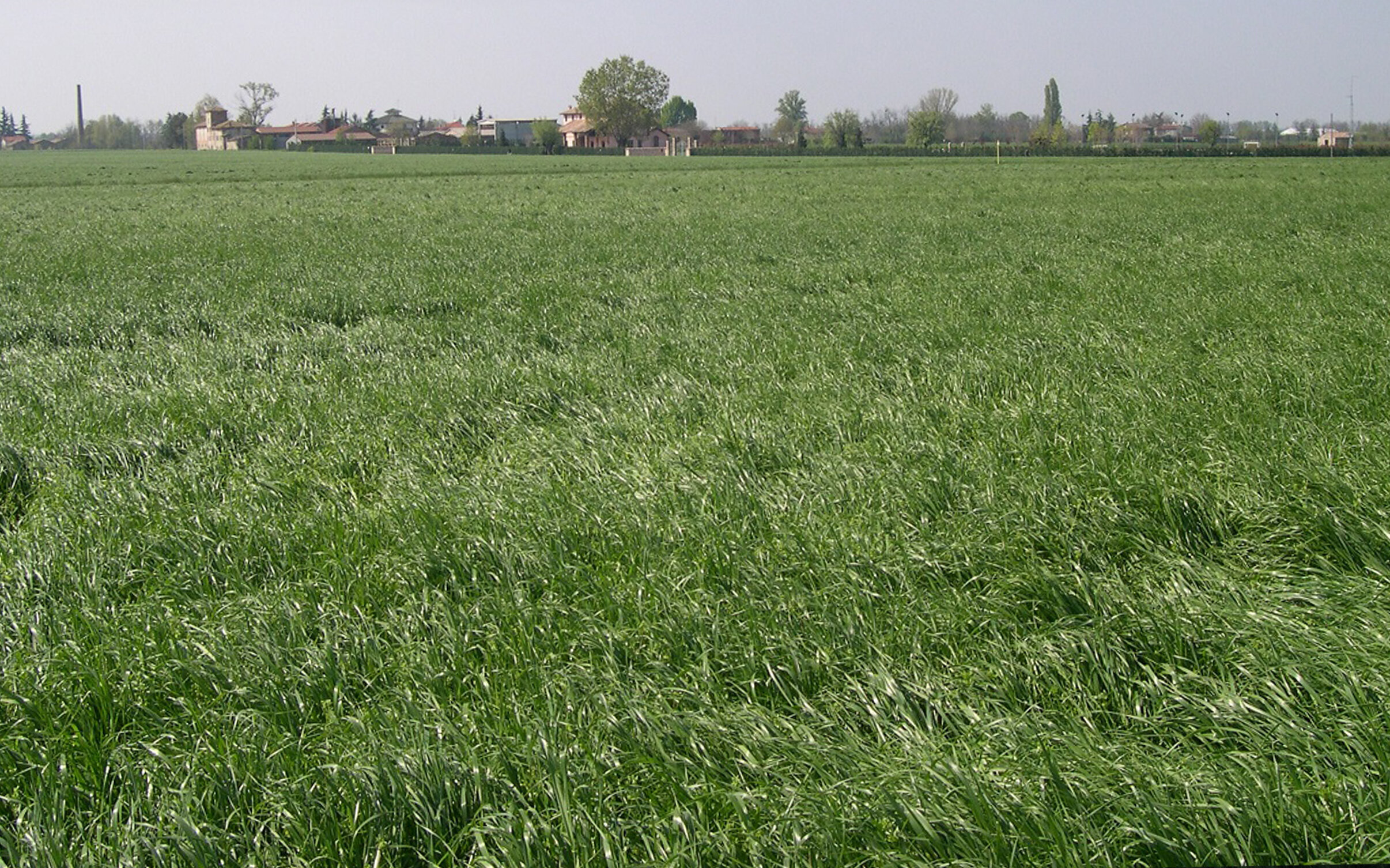 Loietto, scelta vincente per un foraggio di alta qualità