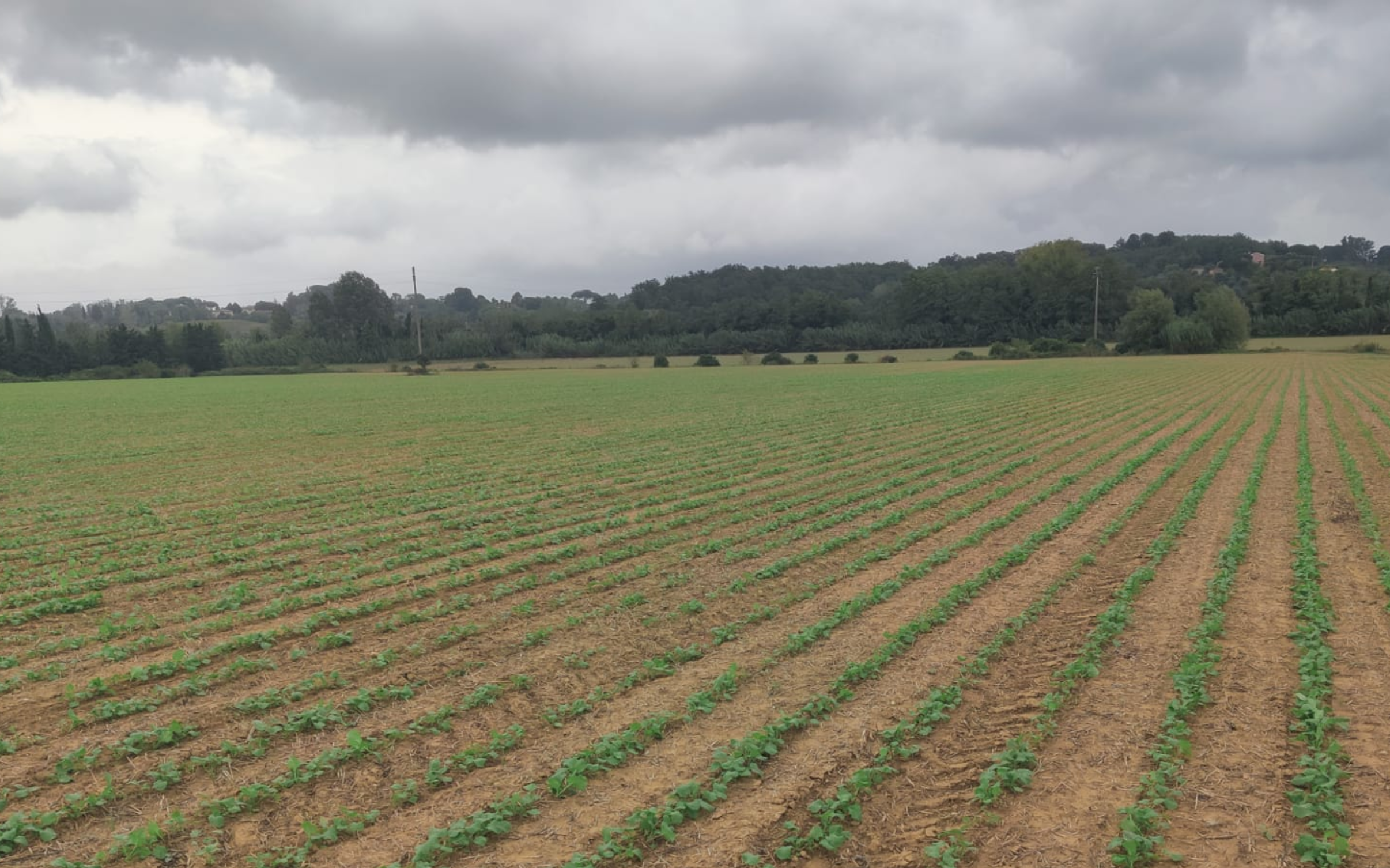 &ldquo;Carbon Farmer&rdquo;: l&rsquo;agricoltore attivo nella lotta al cambiamento climatico