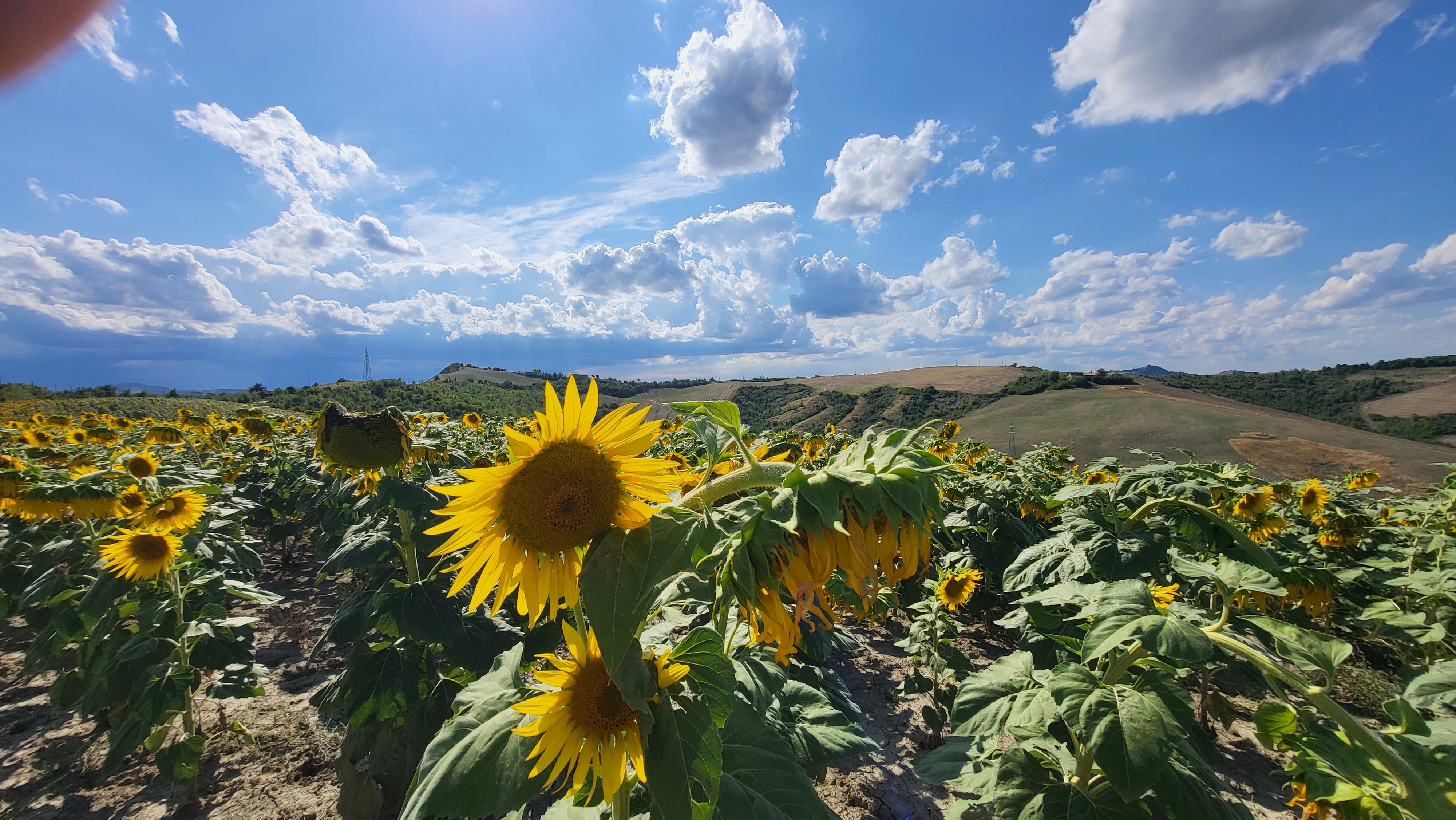 Prezzi interessanti per il girasole “bio” con superfici in aumento