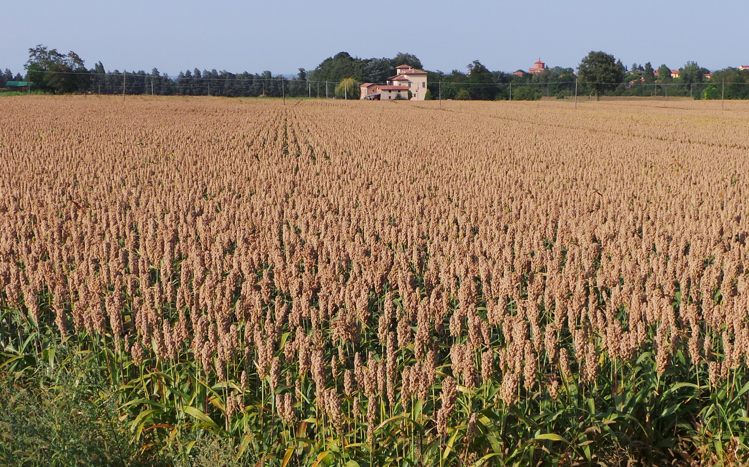Sorgo: strategie di diserbo per combattere le infestanti graminacee e dicotiledoni