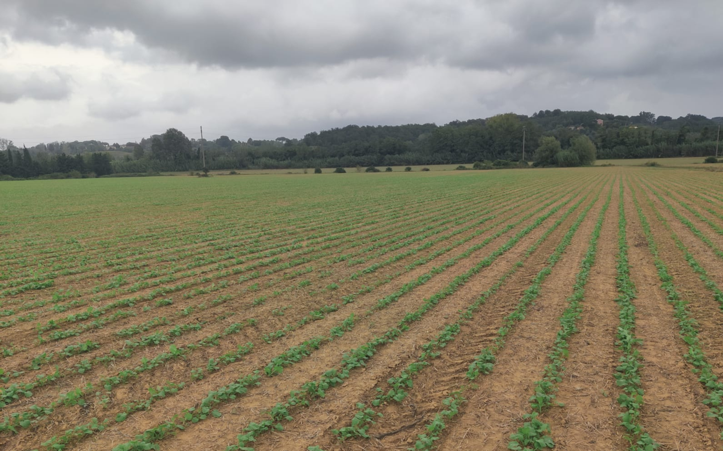 Gli importi definitivi dei sostegni agli agricoltori della PAC 2025