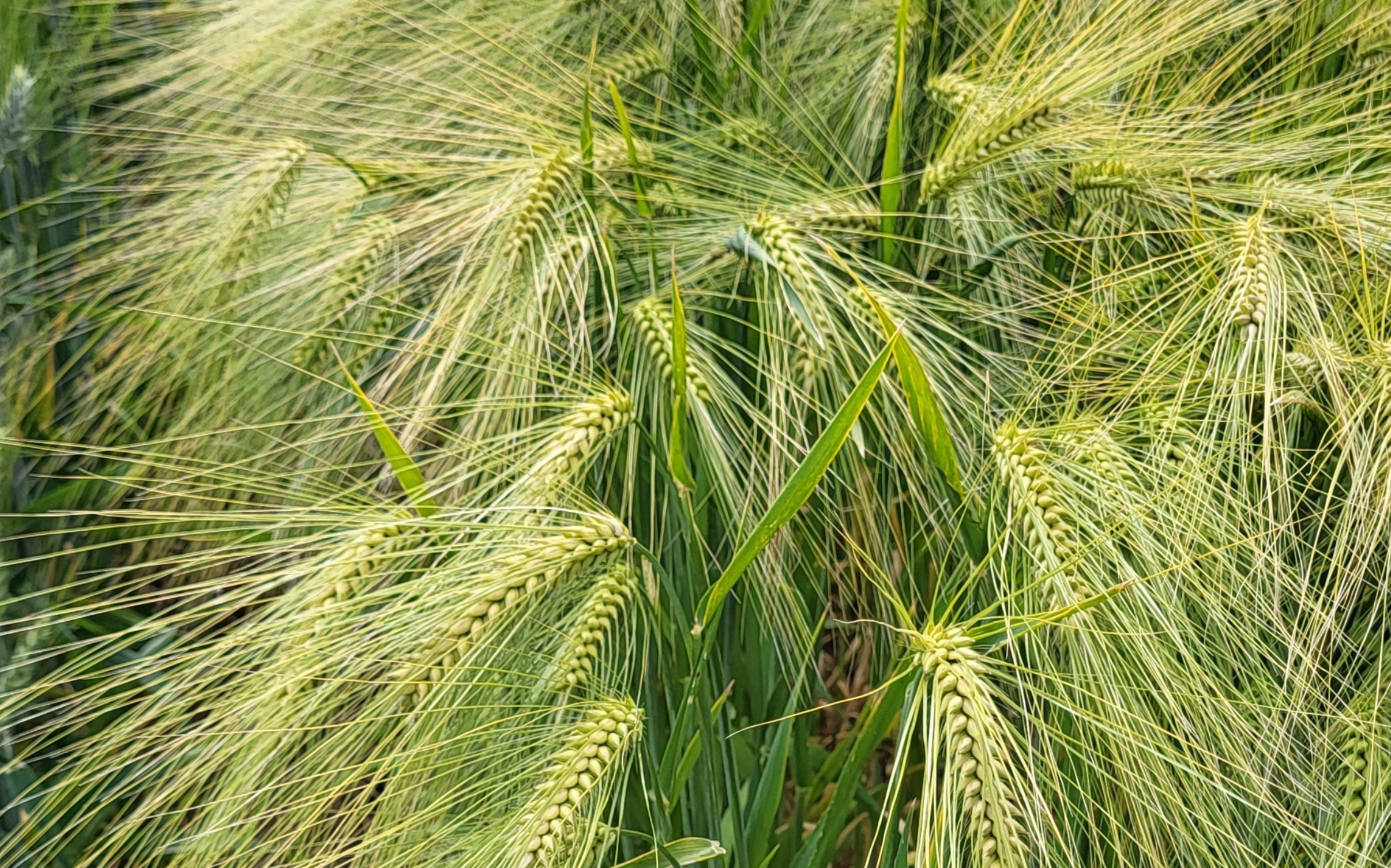 Da Inalca (Gruppo Cremonini) orzo zootecnico in filiera da agricoltura rigenerativa